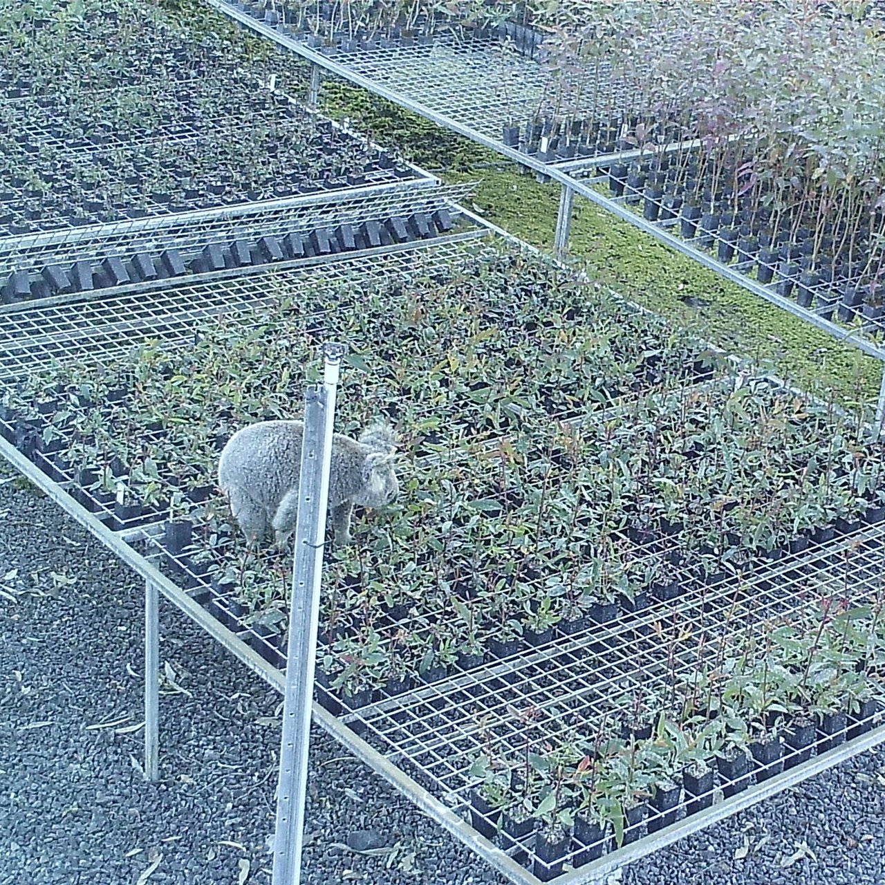 Claude the leaf thief koala on sensor camera