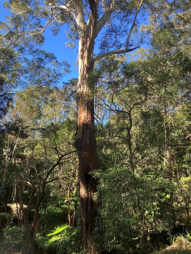 An image of a very large blackbutt tree amongst a native Australian forest scene. The tree has an earthy red, light brown and light grey trunk with light green leaves.