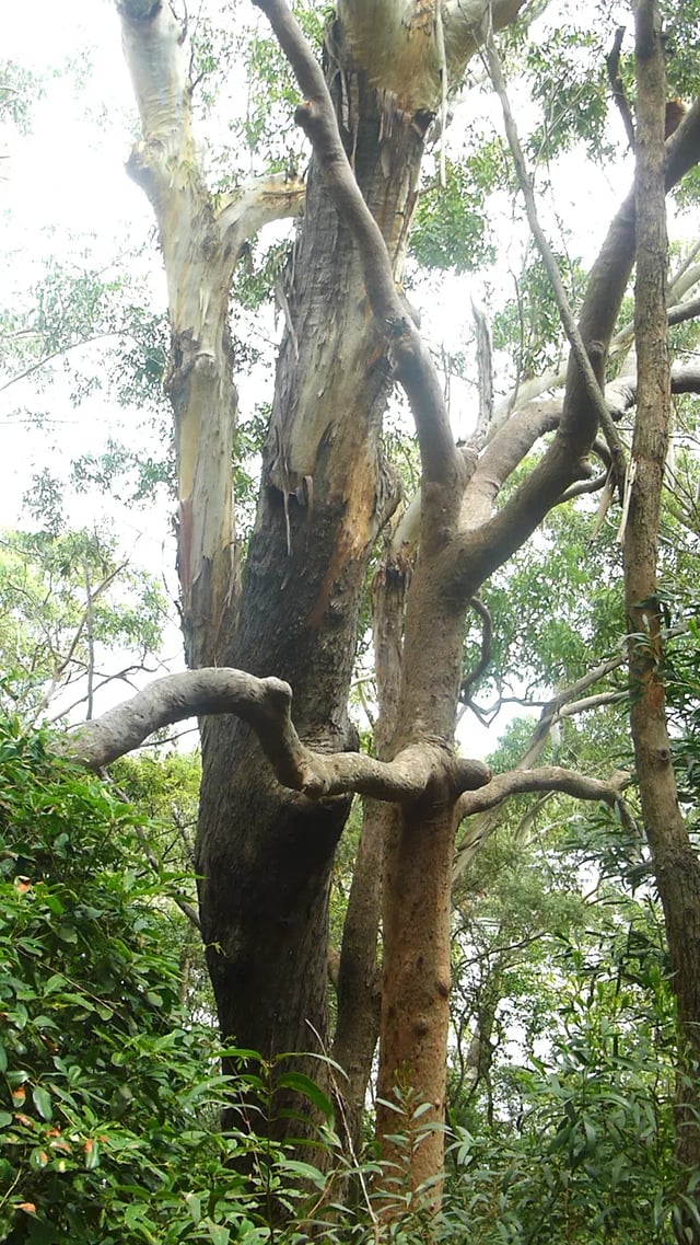 An close up photo of an ancient blackbutt in close proximity to a rusty gum (Angophora costata) in suburban Oatley, NSW.
