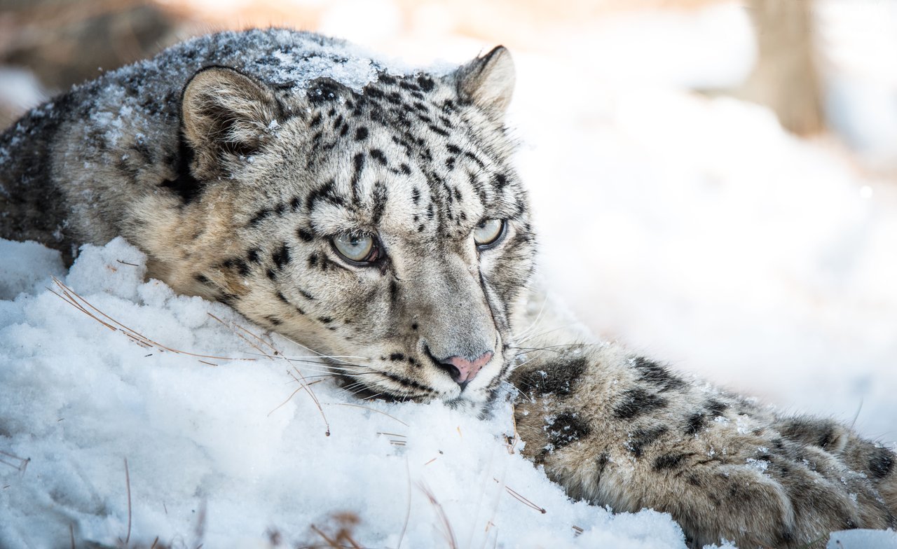 Snow Leopard (Panthera uncia), Naltar Valley, Gilgit-Baltistan, Pakistan.