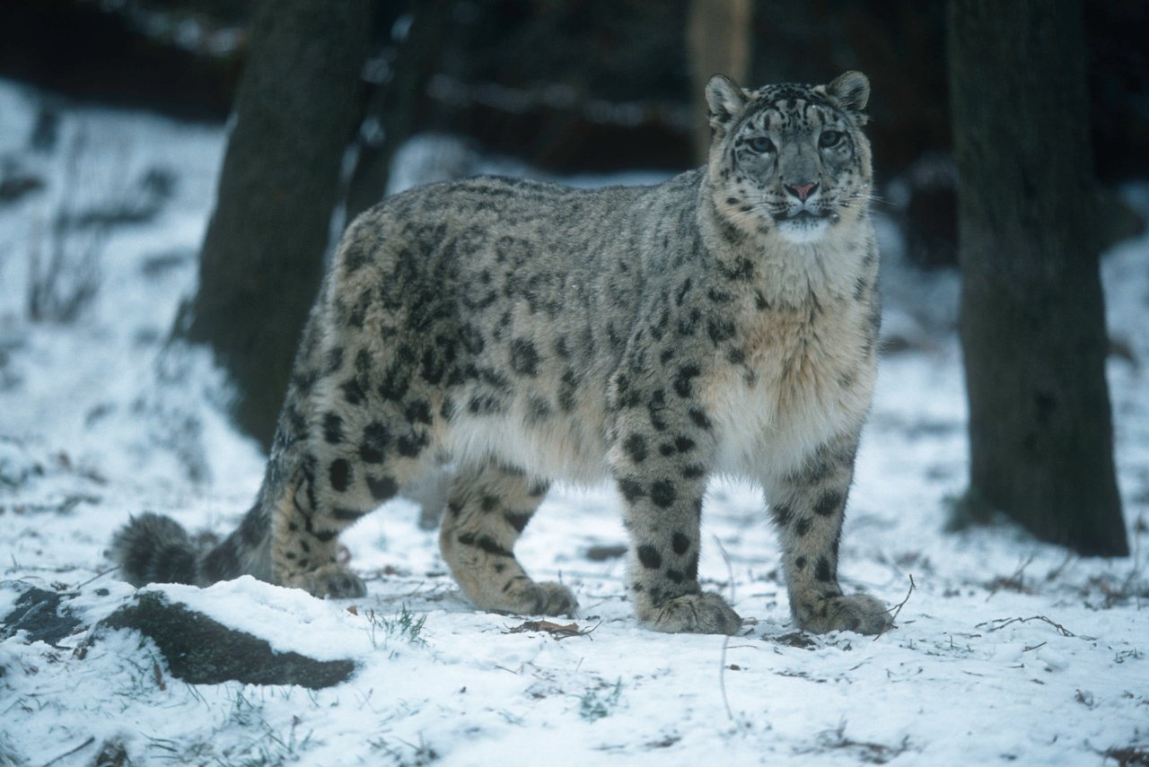 Snow leopard (Uncia uncia) standing in snow