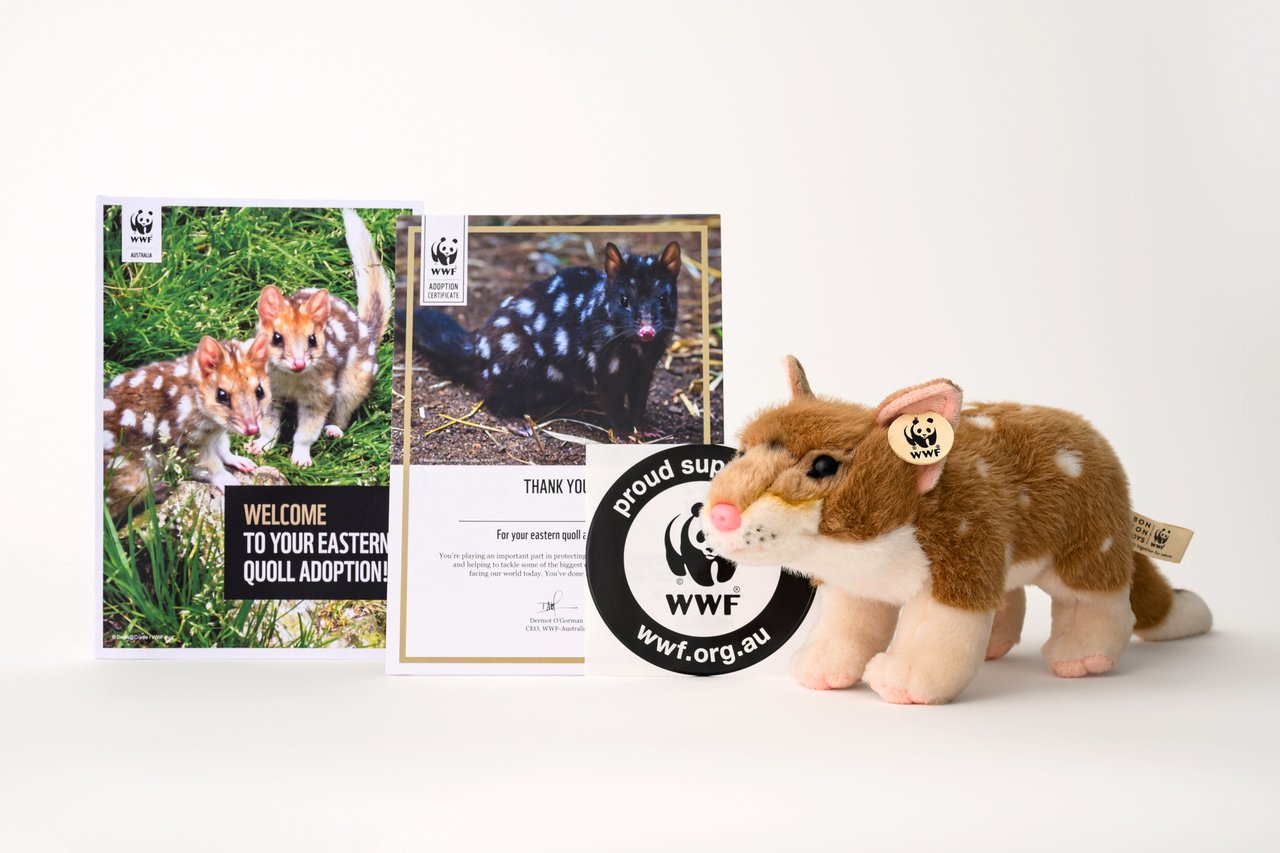 image of an eastern quoll plush toy with booklet and certificate from a WWF-Australia astern quoll adoption pack.
