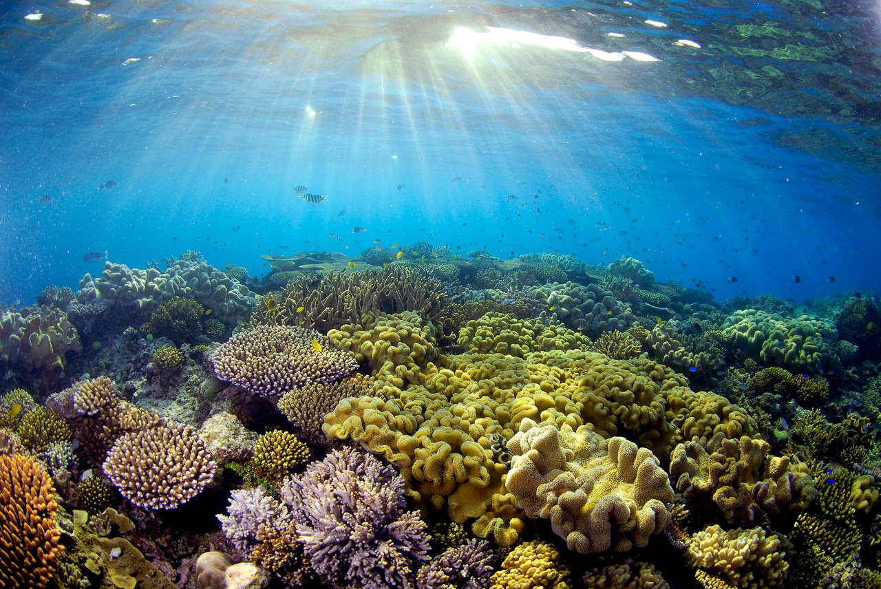 Sunlight illuminating coral - Great Barrier Reef