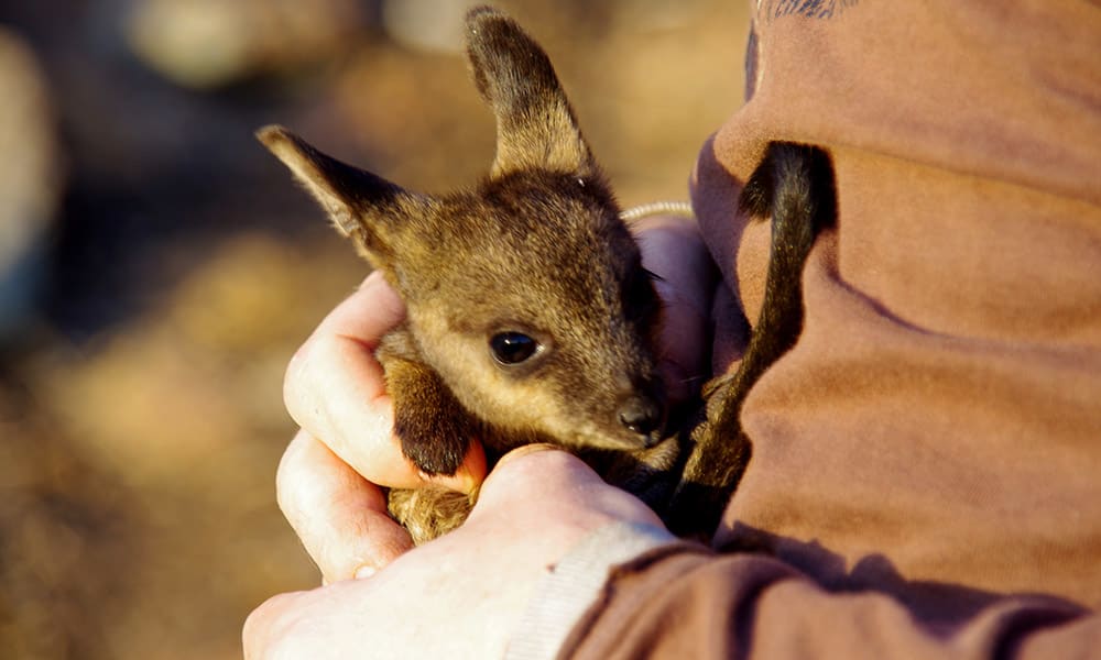 A volunteer holds a joey black-flanked rock-wallaby. Mt Caroline in Southwest Australia