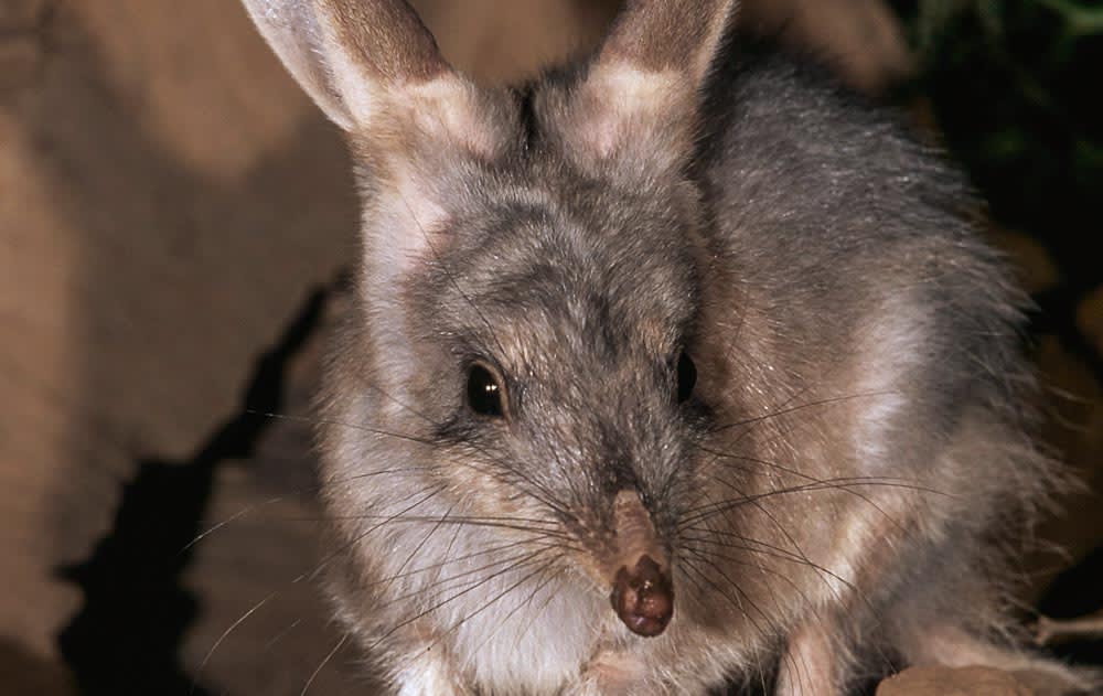 A bilby caught on camera at night