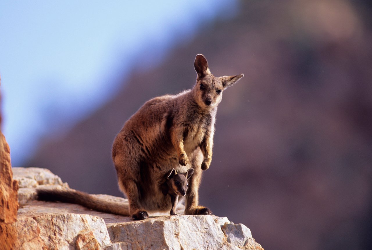 A female black-footed rock-wallaby (Petrogale lateralis) with a joey in her pouch is seen in Northern Territory, Australia.