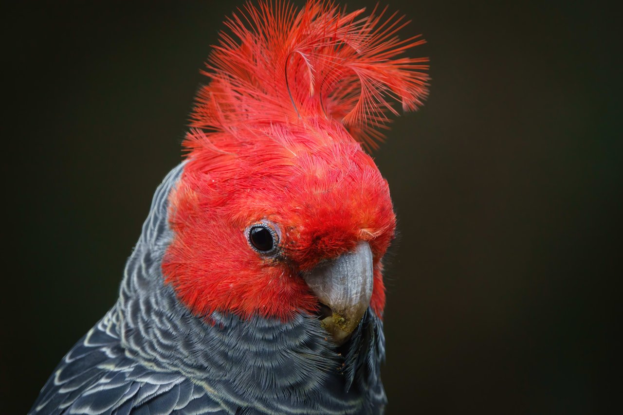 Gang-gang Cockatoo - Australian parrot Callocephalon fimbriatum