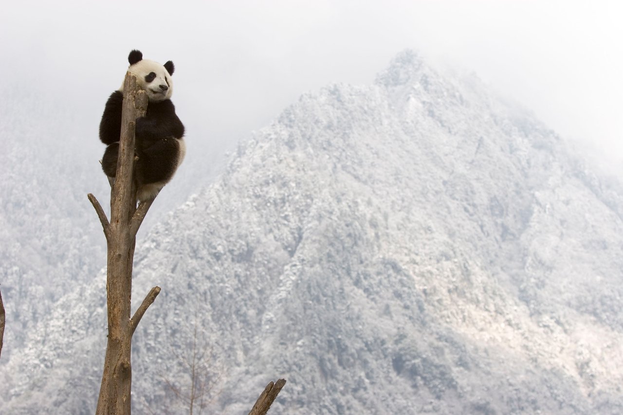 Giant panda (Ailuropoda melanoleuca) resting at top of tree trunk, Sichuan, China, captive