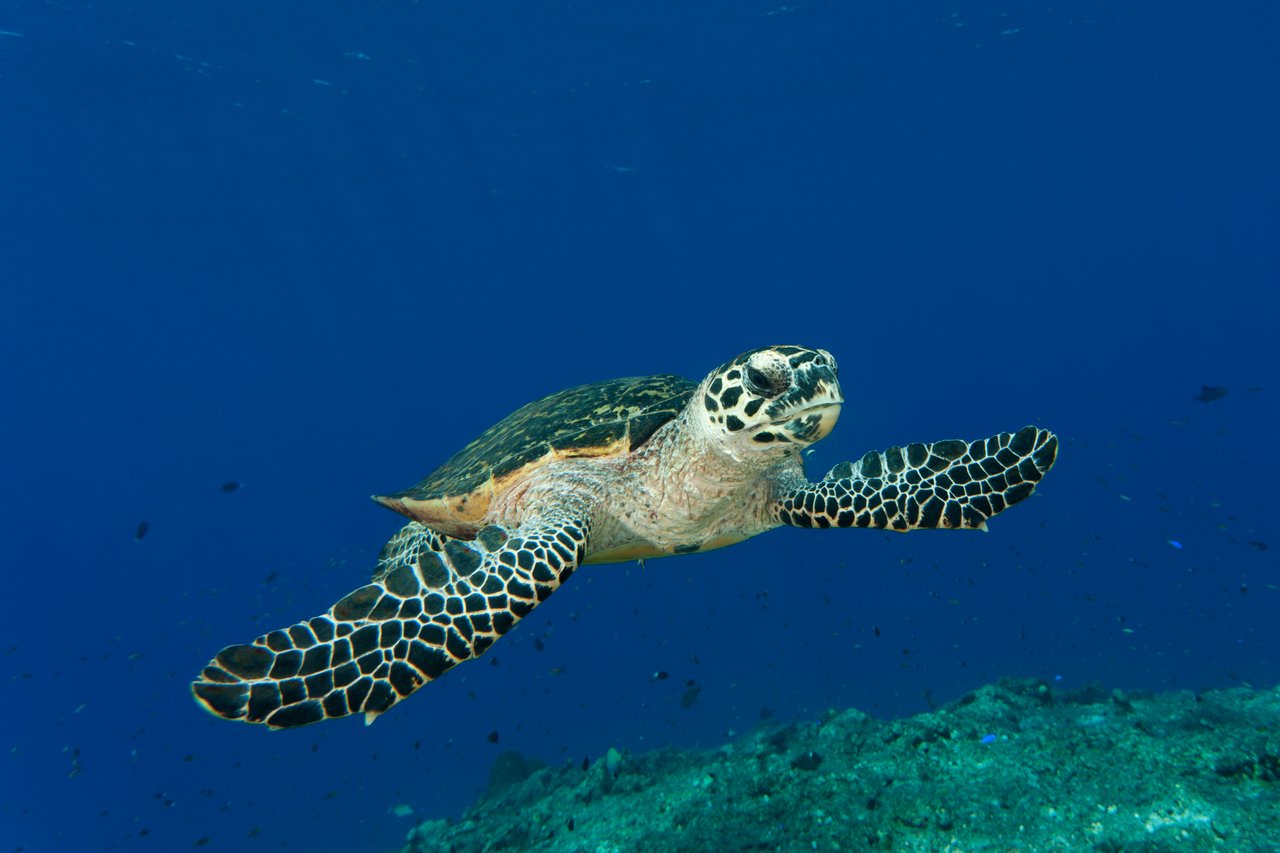 Hawksbill turtle (Eretmochelys imbricata) swimming through a reef. Kimbe Bay, West New Britain, Papua New Guinea. 31 May 2010