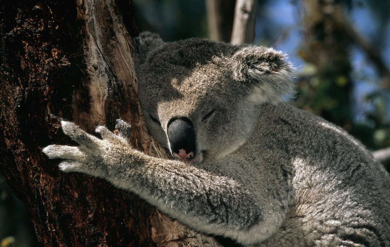 Phascolarctos cinereus Koala Koalas sleep up to 20 hours a day Australia
