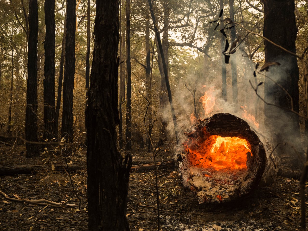 Australian bushfire, Jervis Bay, January 2019.