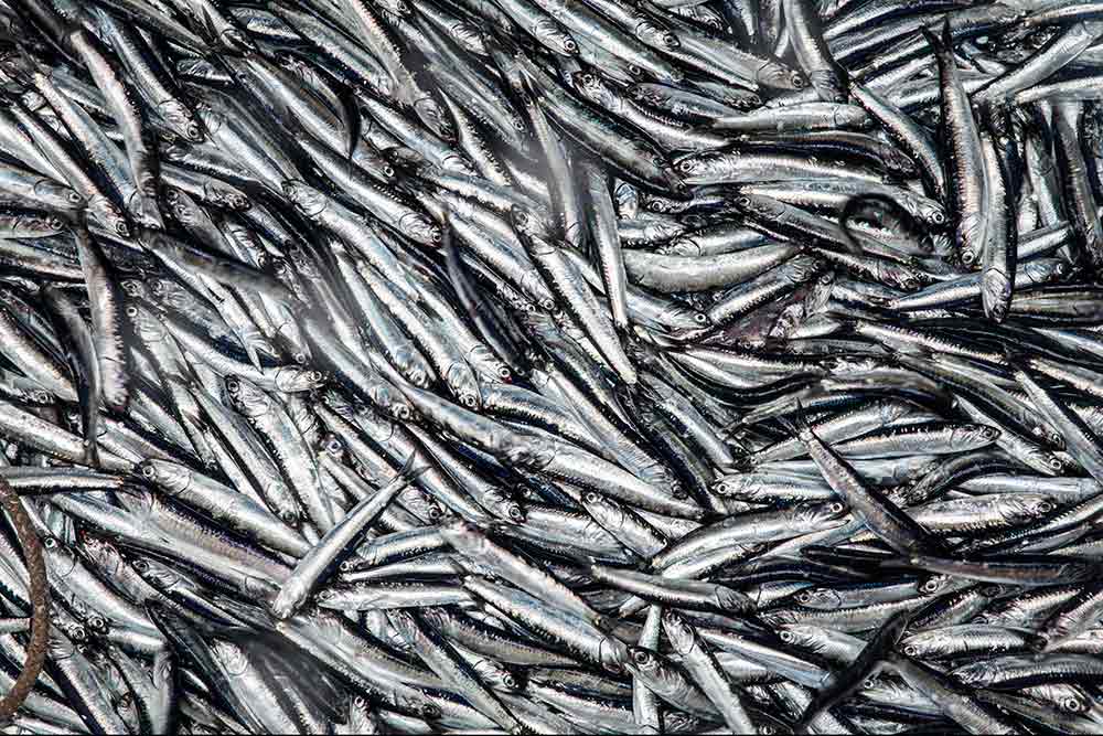 Anchoveta (Engraulis ringens) fished. Peru, June 2015