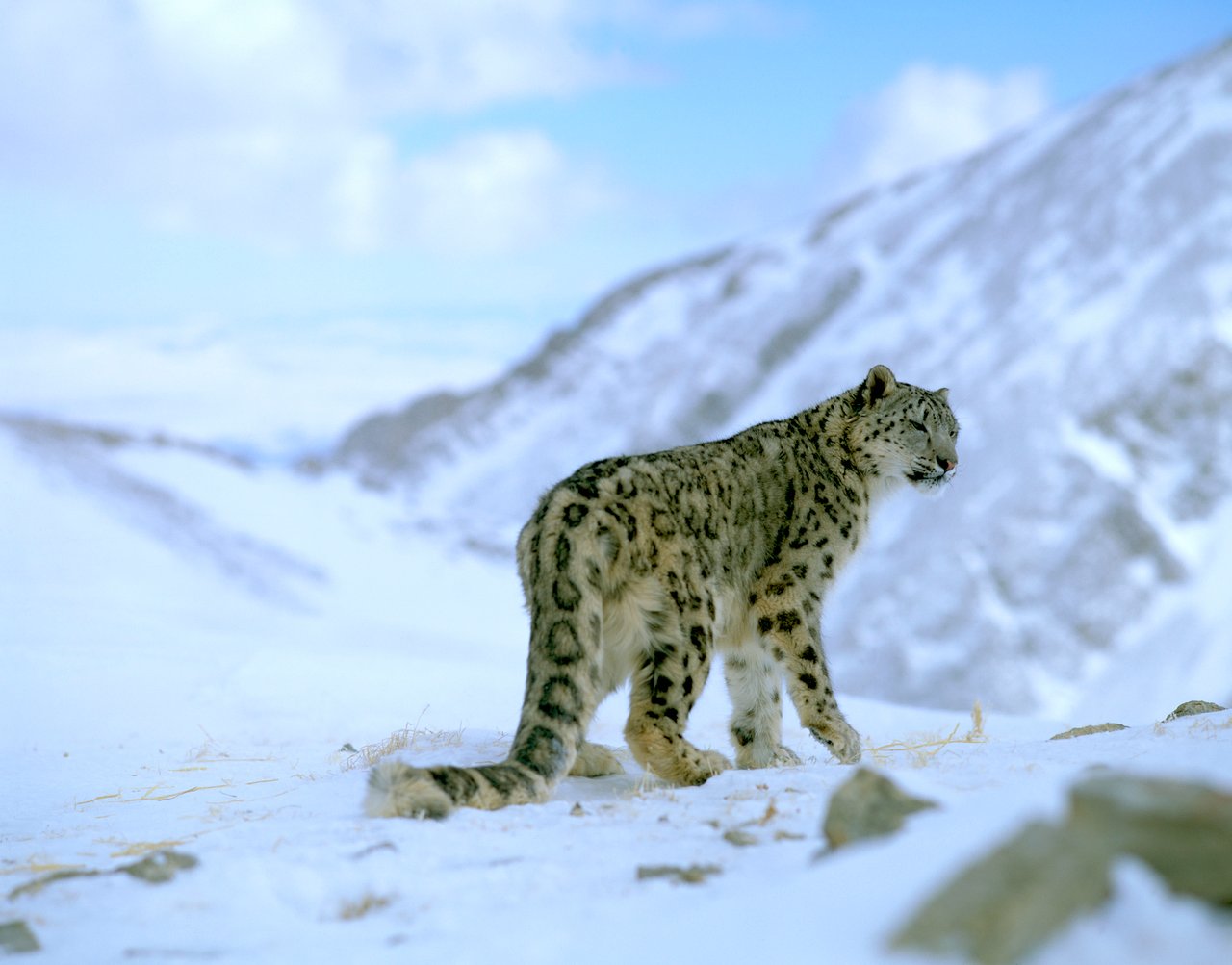 Snow leopard in snowy landscape