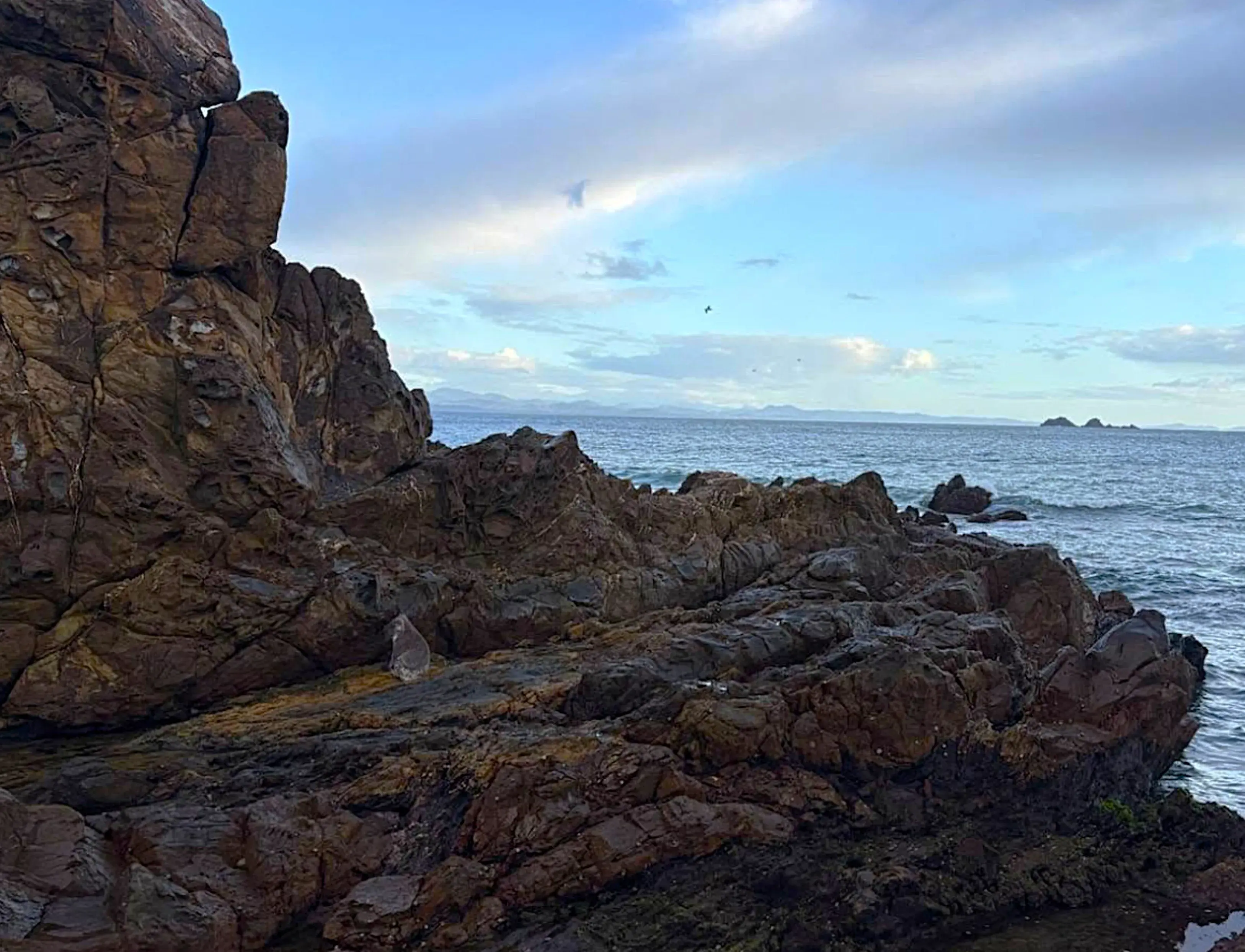 A koala sitting on rocks looking out at the ocean. The koala Little Watego was found on 15 August 2025 at the bottom of a cliff near Byron Bay’s Little Wategos Beach.
