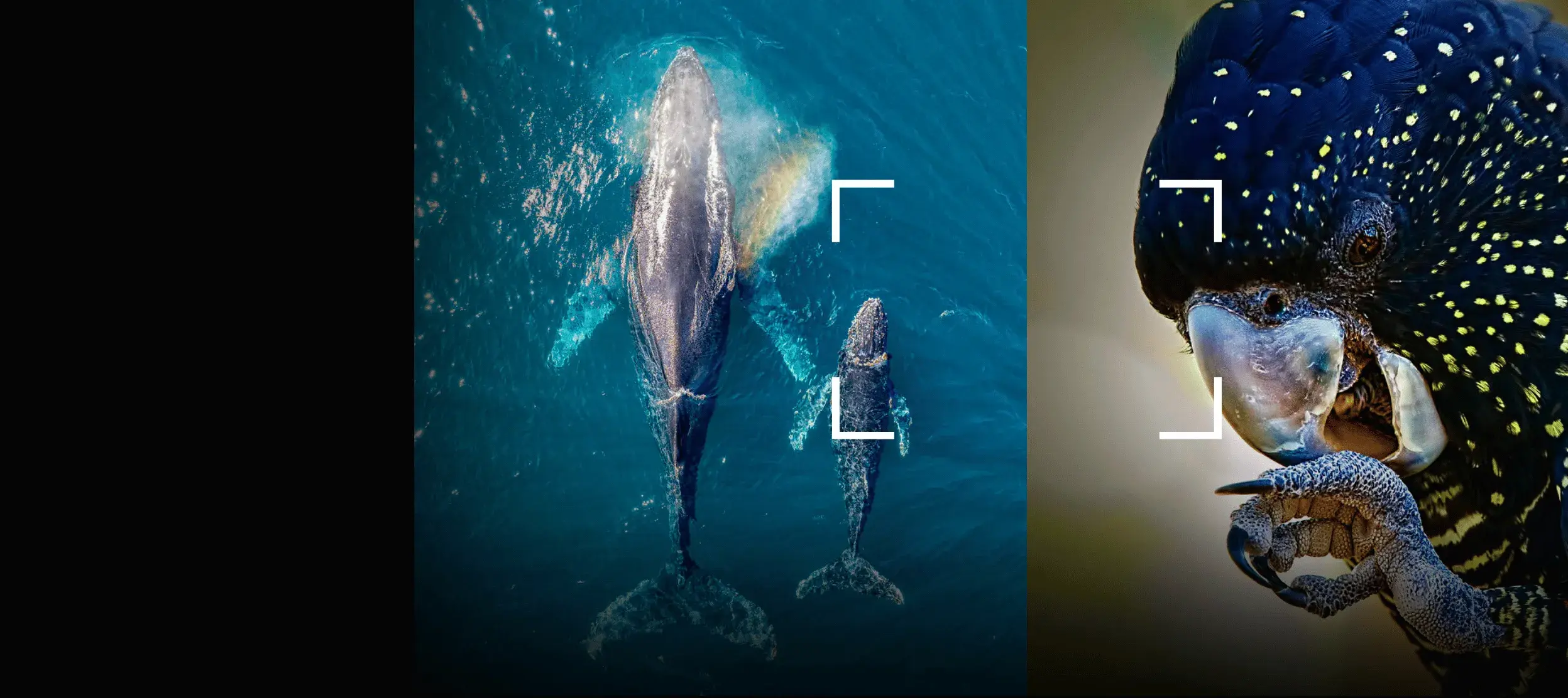 A composite web banner image. Image on the right features a close up image of a black cockatoo holding its claw up to its beak. The centre image features an werial image of an adult and baby whale swimming through blue water close to the surfce.
