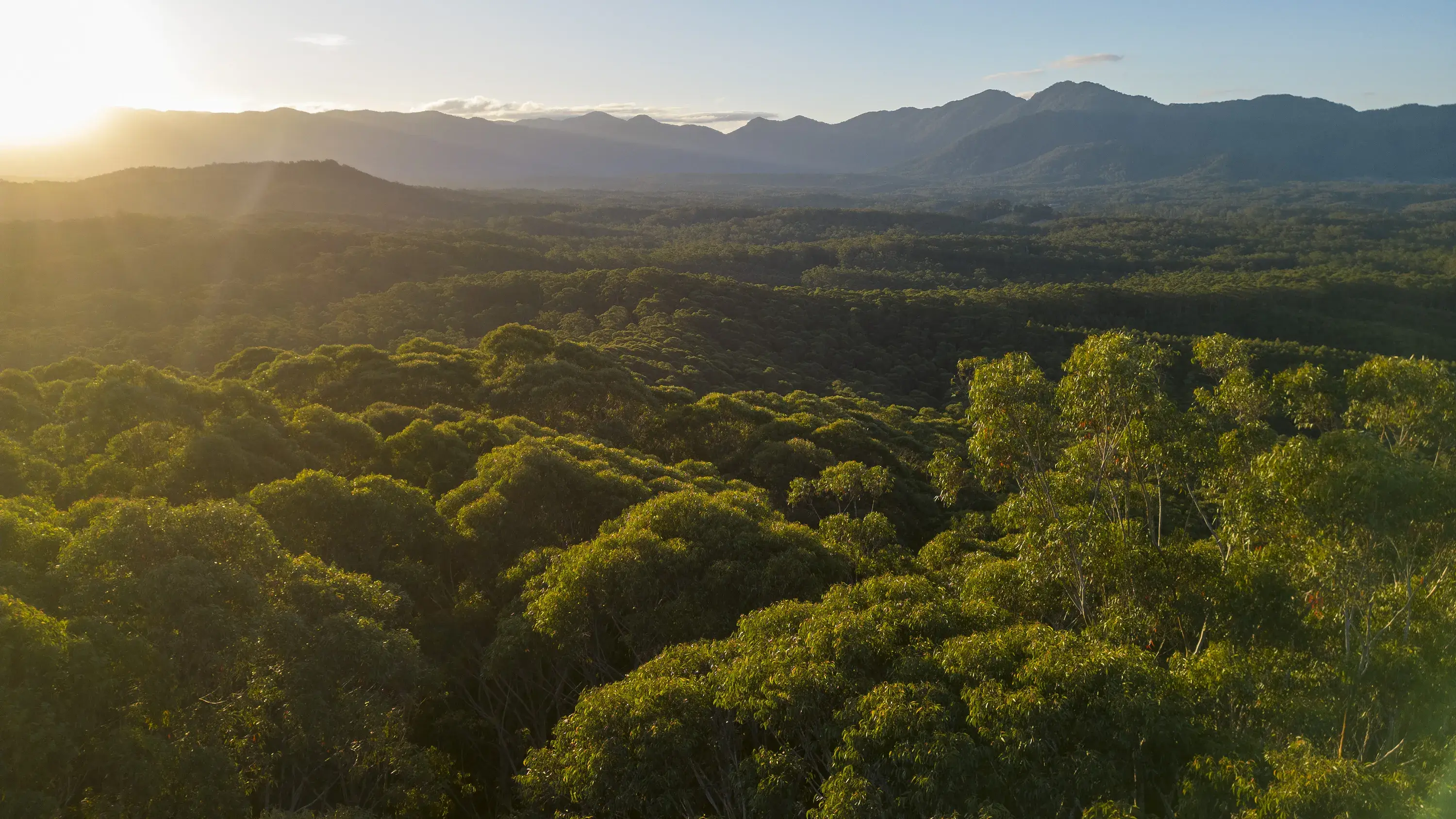 An aerial view of a forest scene in eastern Australia. A long distance landscape image of a green native forest scene towards the horizon with the sun in the top left hand corner