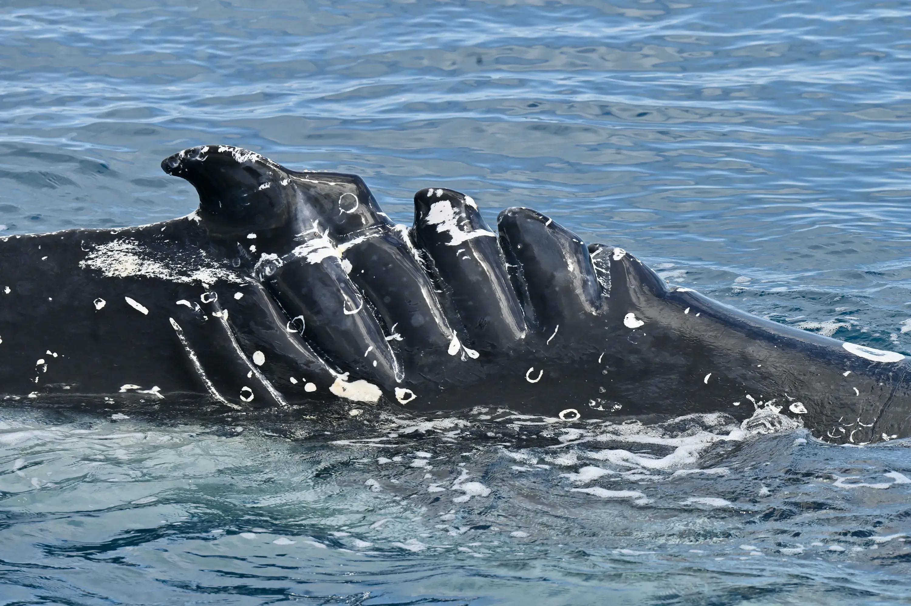 A close up image of subadult humpback whale with propeller strike scars on its right side. The top of the whale appears above the surface of the ocean with large scars across the flesh.