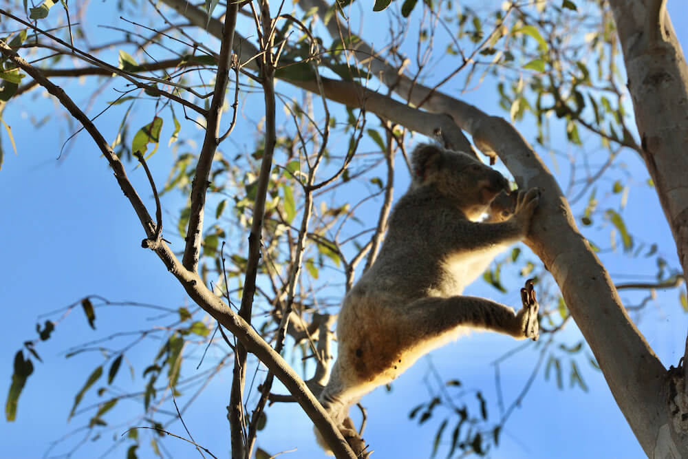Raine stretching between the branches of a eucalyptus tree