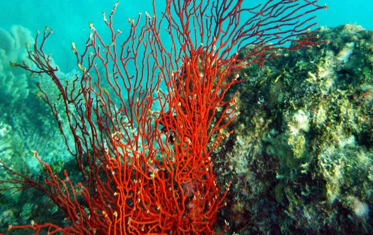 Red coral on Eddy Reef= Mission Beach = 2013