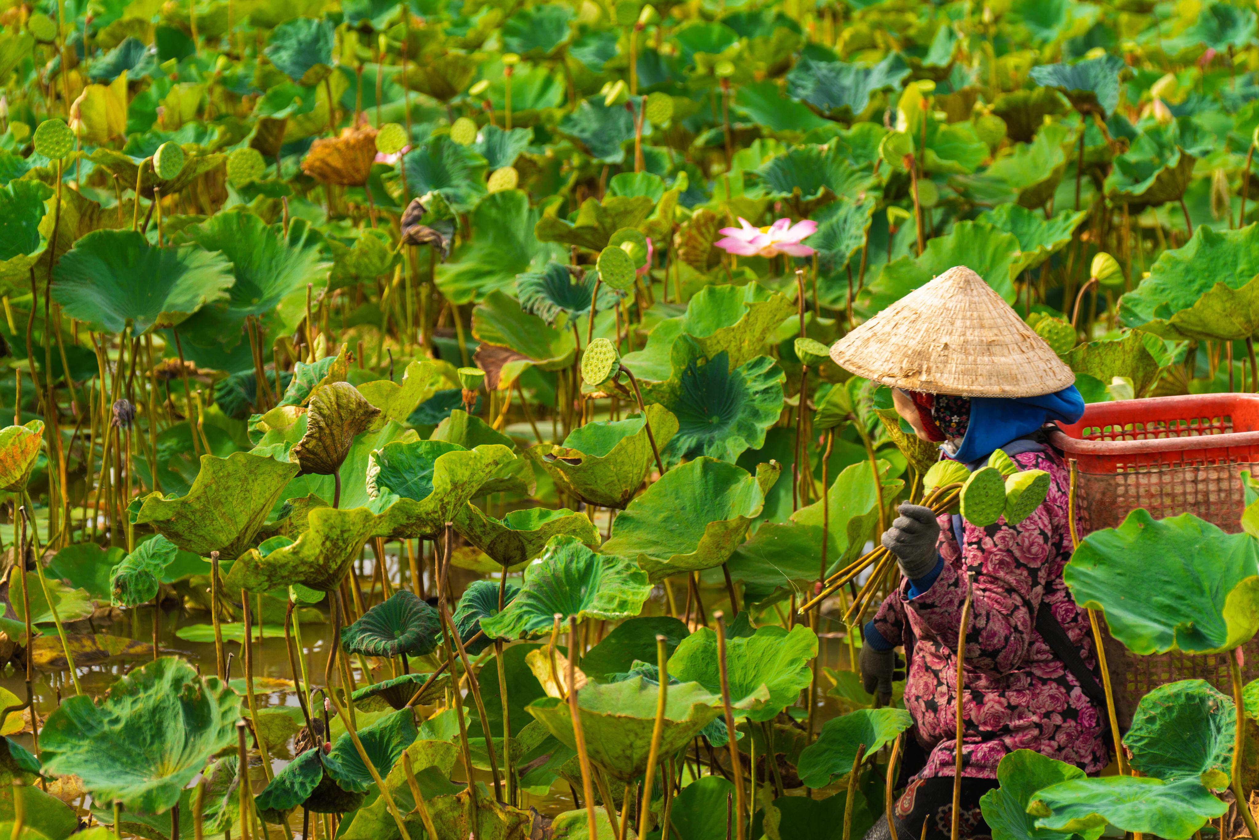 Female farmer harvesting lotus in Viet Nam ©WWF-Viet Nam