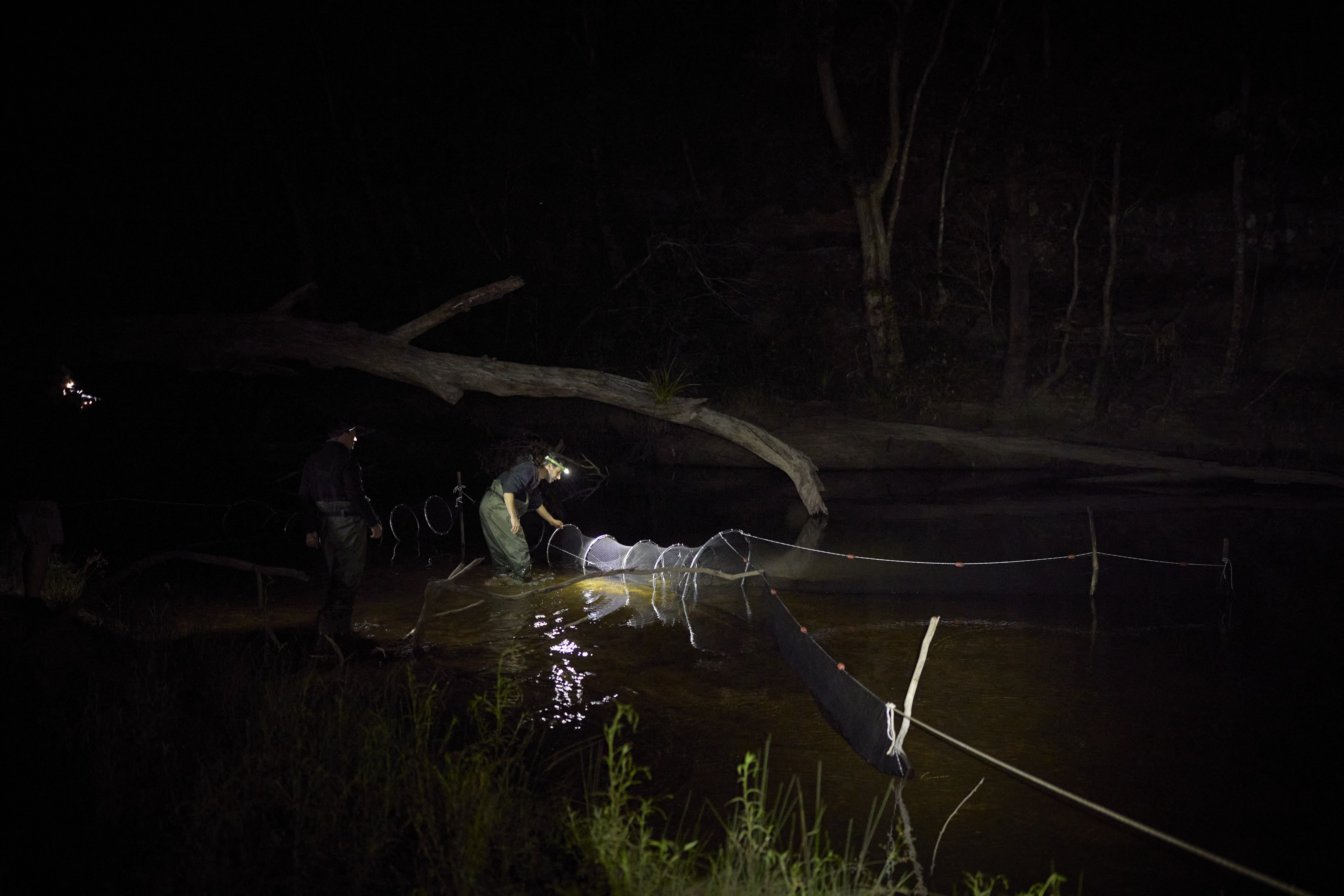 Dr Gilad Bino checks one of the nets for platypuses