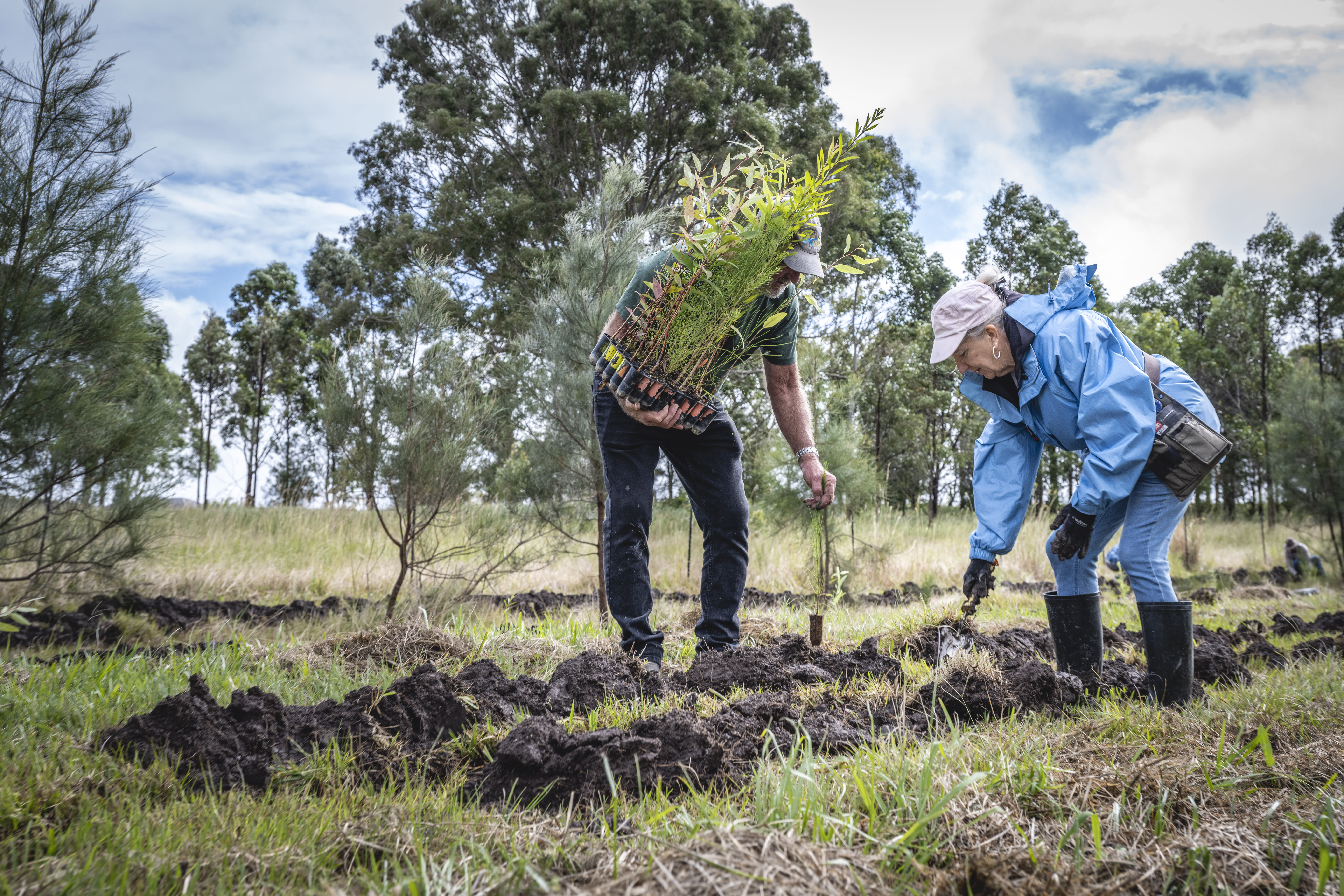 Steve and Lyn are planting seedlings on their property. Steve is holding a tray of plants, while Lyn is wearing a light blue raincoat and bending down with a trowel to start digging in the muddy soil. Behind them are tall trees.
