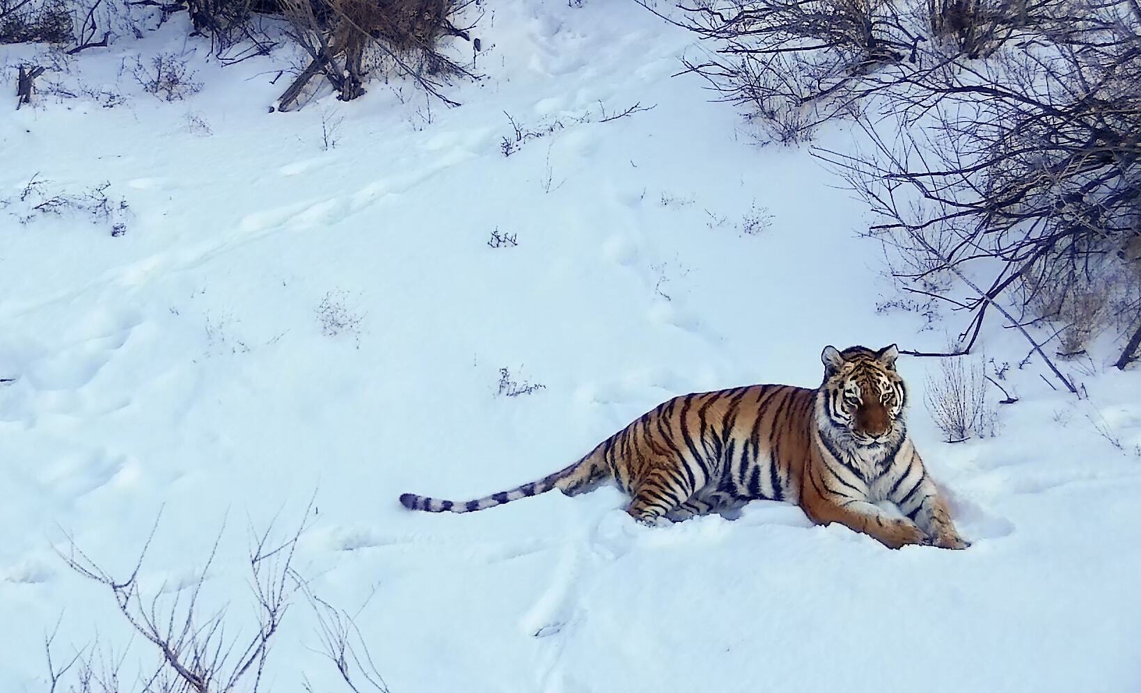 An amur tiger lying down in white snow filled scene - Kazakhstan