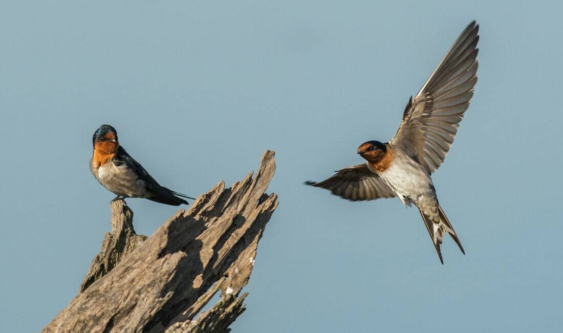 Img_two_welcome_swallows
