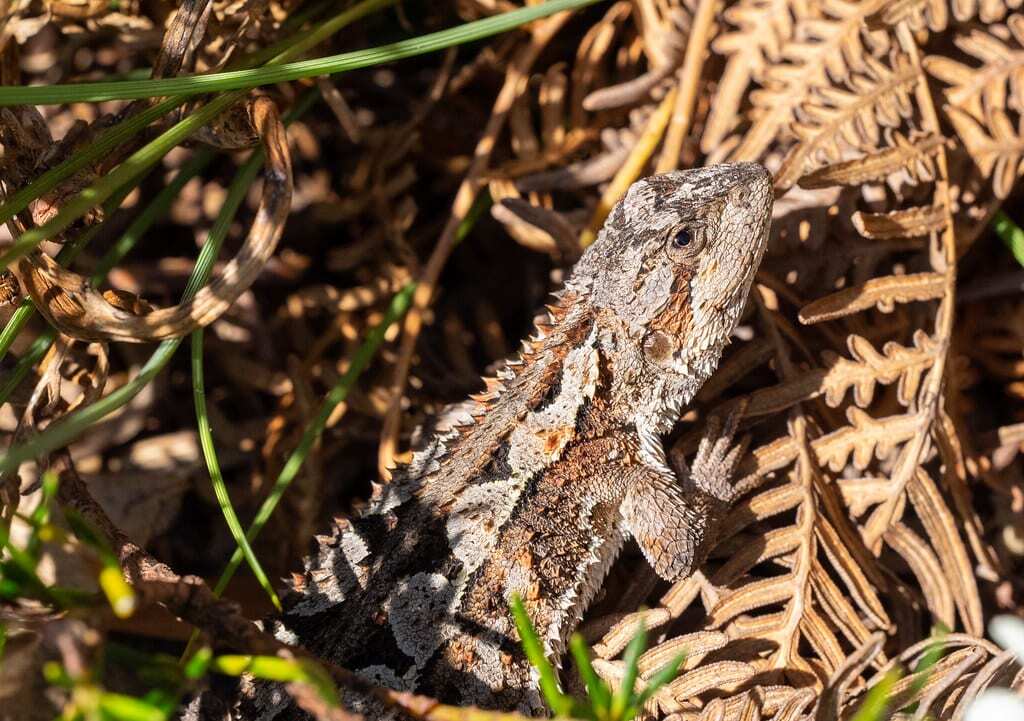 Lizard_pic_blog