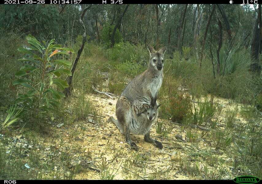 A sensor camera photo of a red-necked wallaby and joey in the NSW Blue Mountains, taken as part of the Eyes on Recovery project.
Eyes on Recovery is a large-scale sensor camera project. and a collaboration between WWF, Conservation International, and local land managers and research organisations. Google-powered AI technology has been trained to identify Australian animals in photos to track the recovery of threatened species following the 2019-20 bushfires.