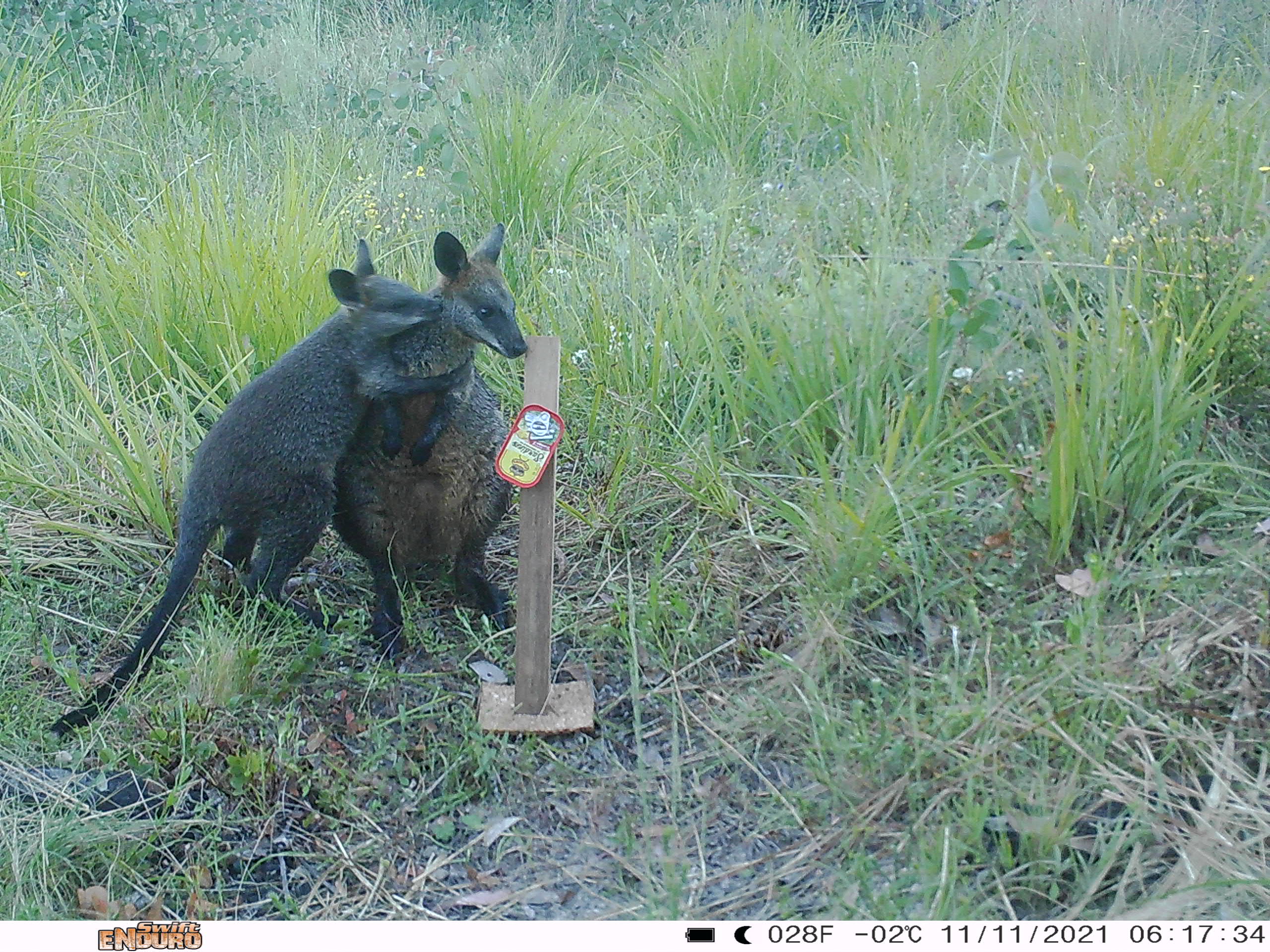 A sensor camera photo of swamp wallabies taken in the NSW Southern Ranges as part of the Eyes on Recovery project.
Eyes on Recovery is a large-scale sensor camera project. and a collaboration between WWF, Conservation International, and local land managers and research organisations. Google-powered AI technology has been trained to identify Australian animals in photos to track the recovery of threatened species following the 2019-20 bushfires.
Eyes on Recovery is a large-scale sensor camera project. and a collaboration between WWF, Conservation International, and local land managers and research organisations. Google-powered AI technology has been trained to identify Australian animals in photos to track the recovery of threatened species following the 2019-20 bushfires.