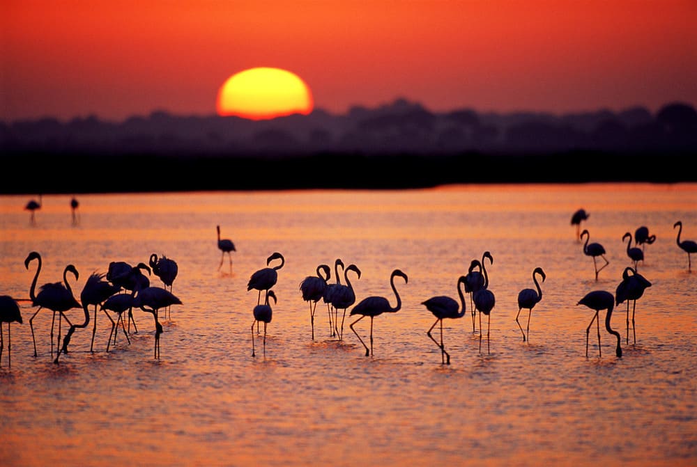 img_flamingoes_lake
