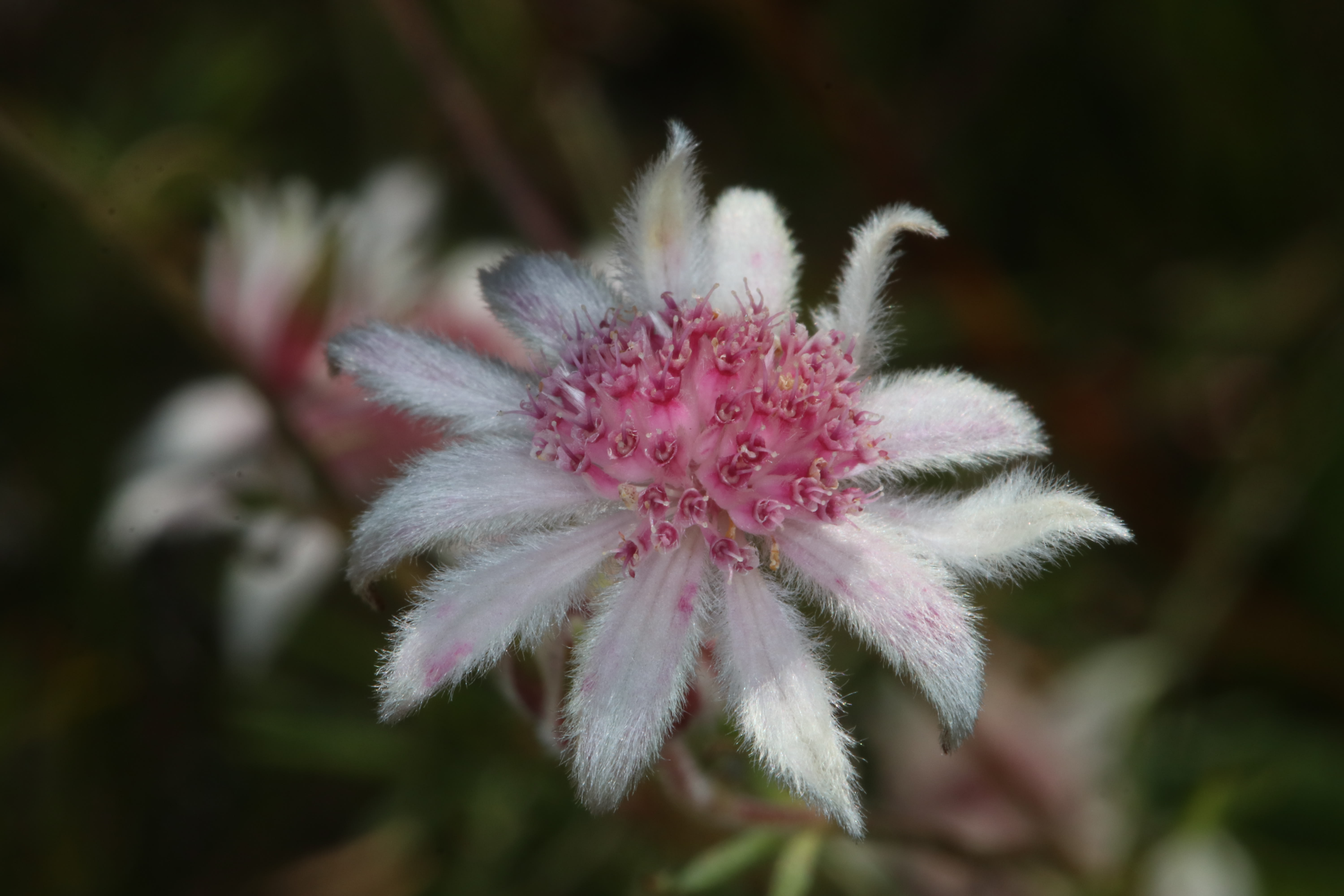 Pink flannel flower - Actinotus forsythii