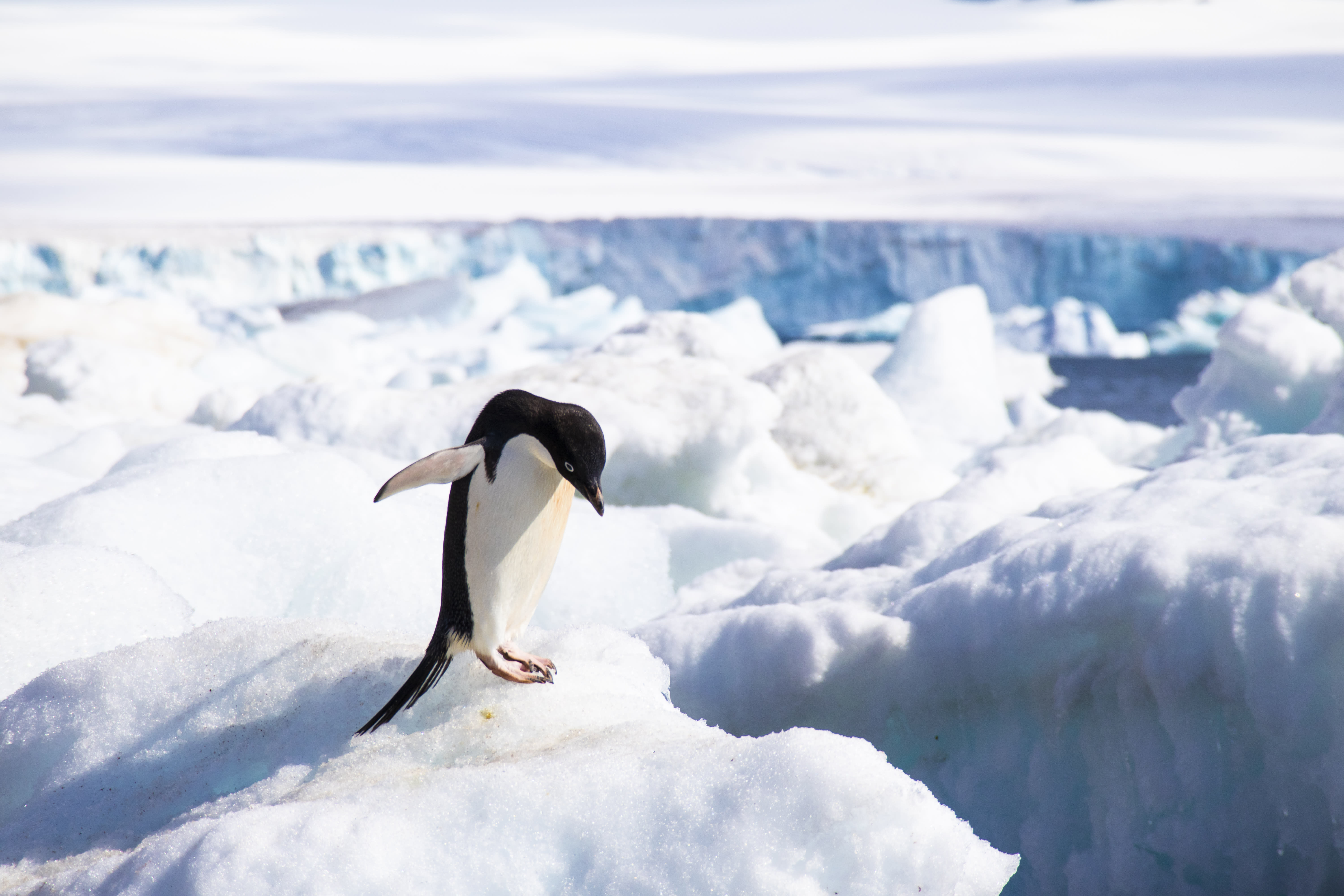 Adelie Penguin in Antarctica