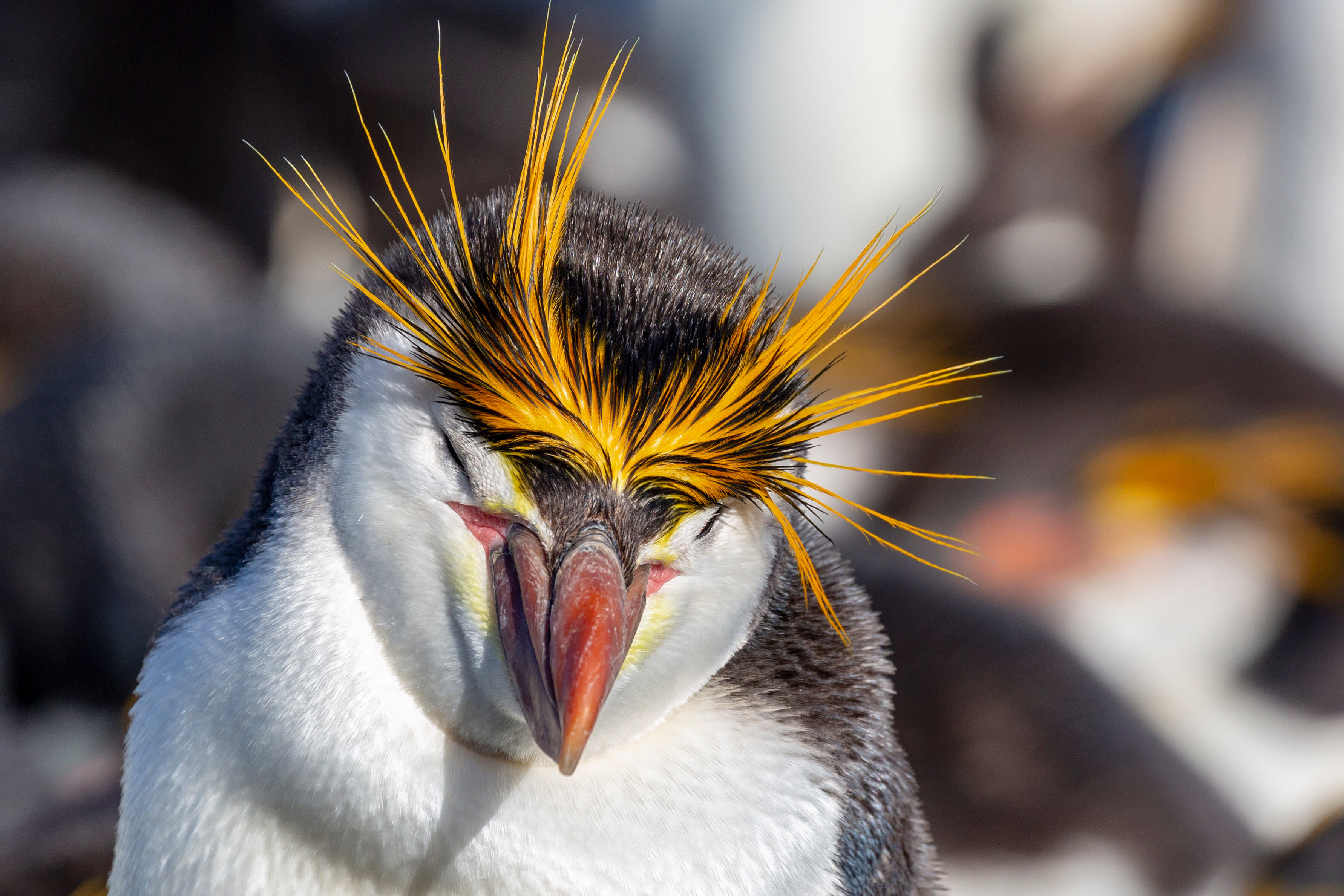 img_royal_penguin_2