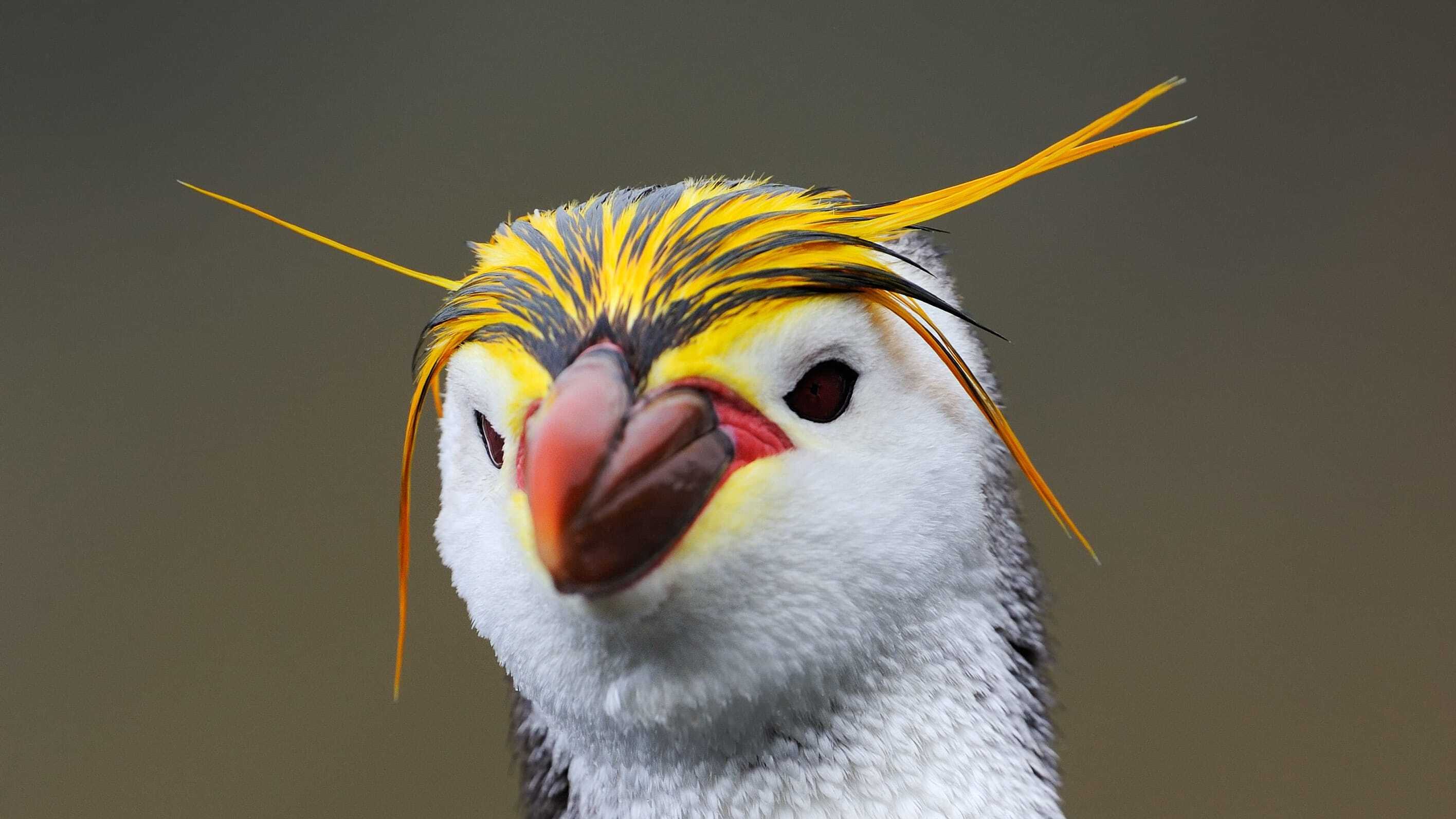 Portrait of a Royal Penguin.