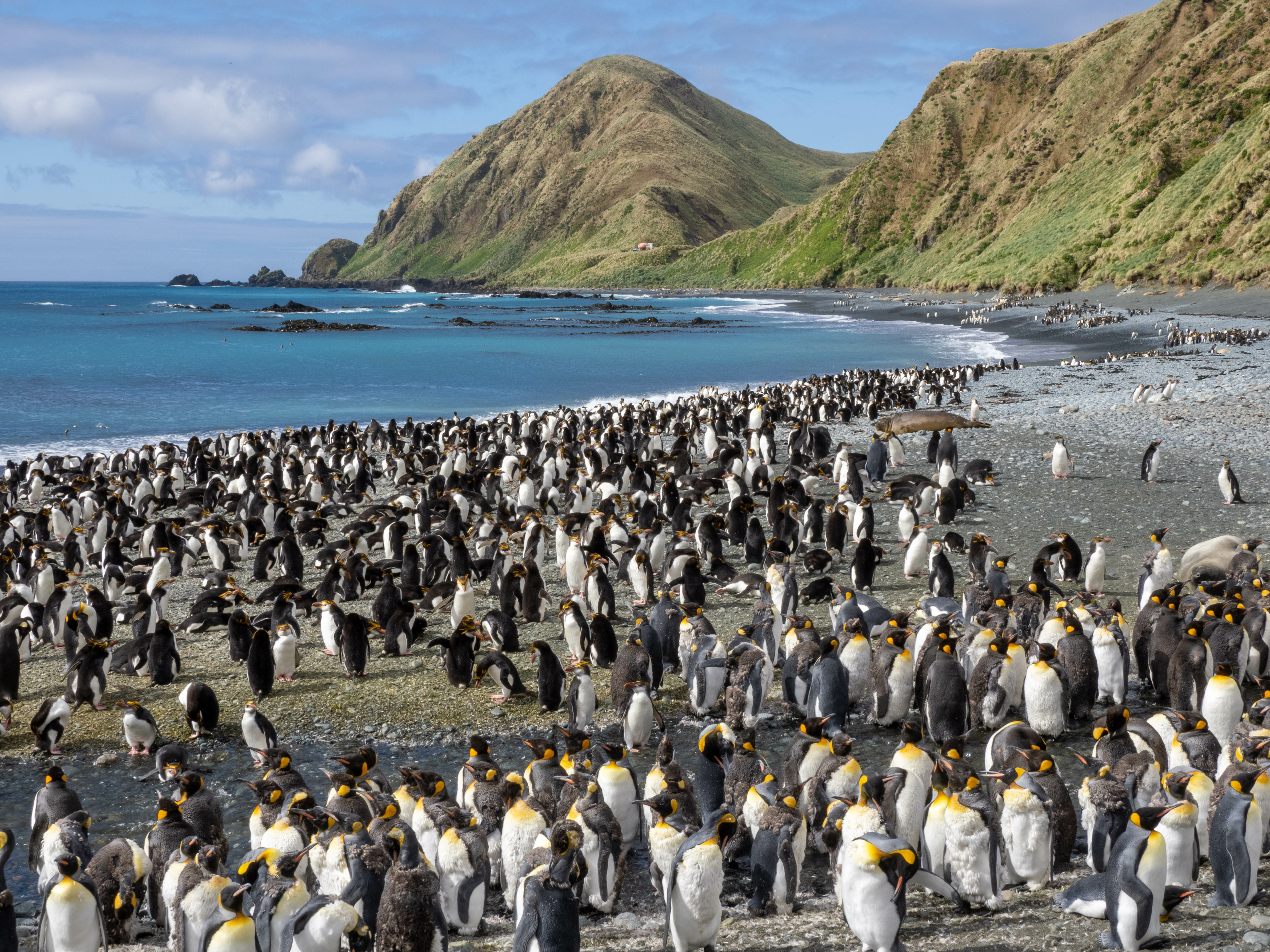 img_penguins_4