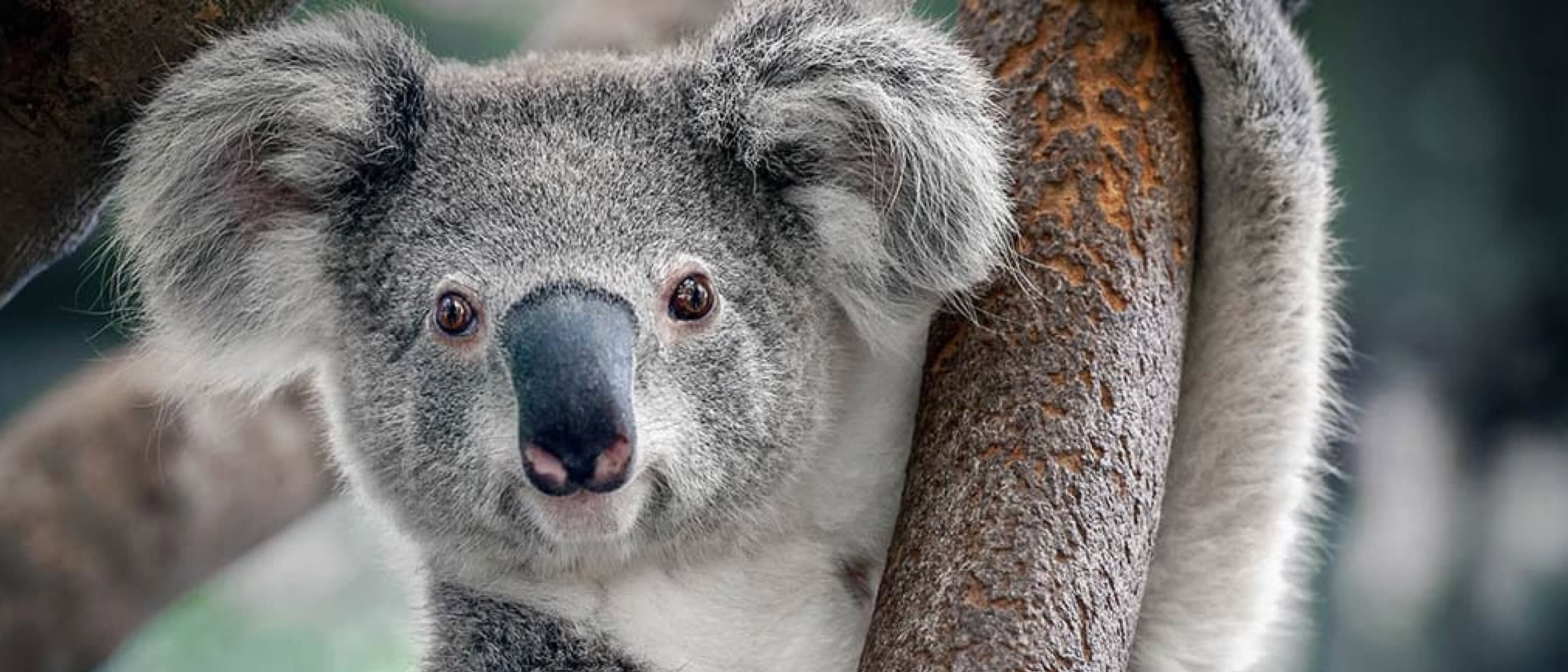 Close up of a koala in a tree. Face to camera.