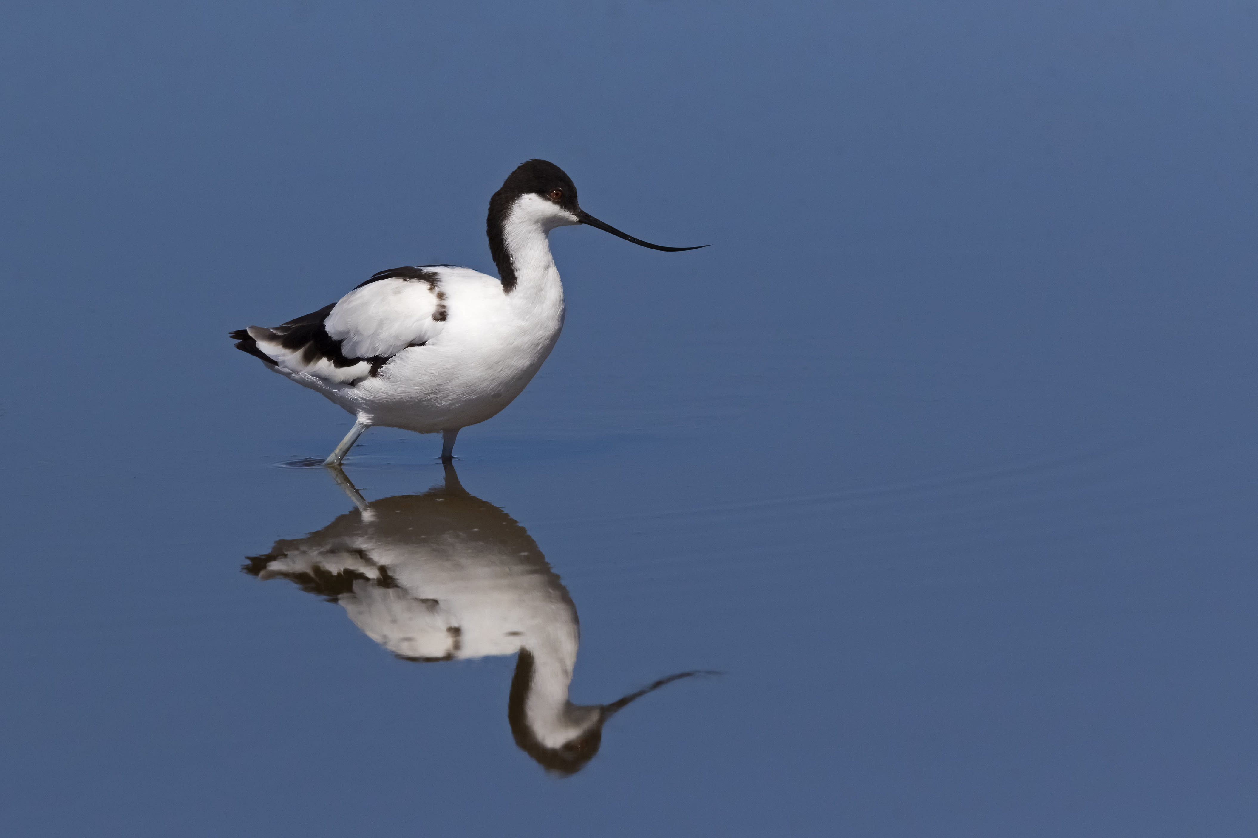 Davids blog - Avocet image 2