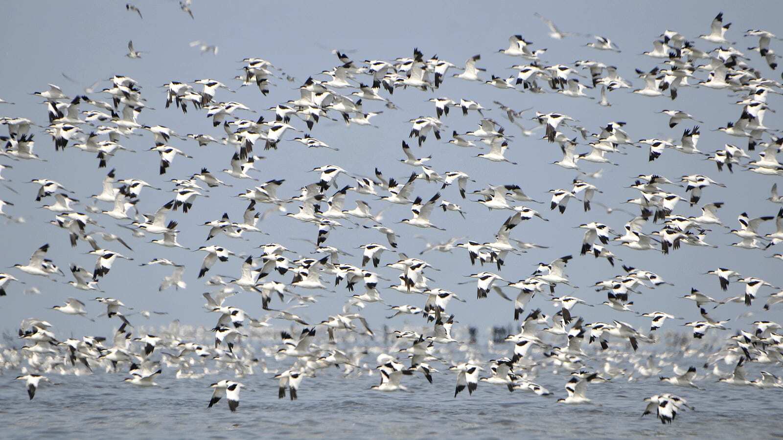 Banner - A flock of pied avocets