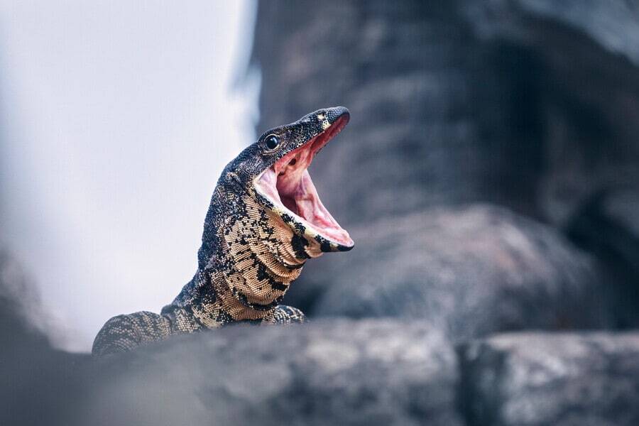 Wild Lace monitor (Varanus varius) with an open mouth, Australia