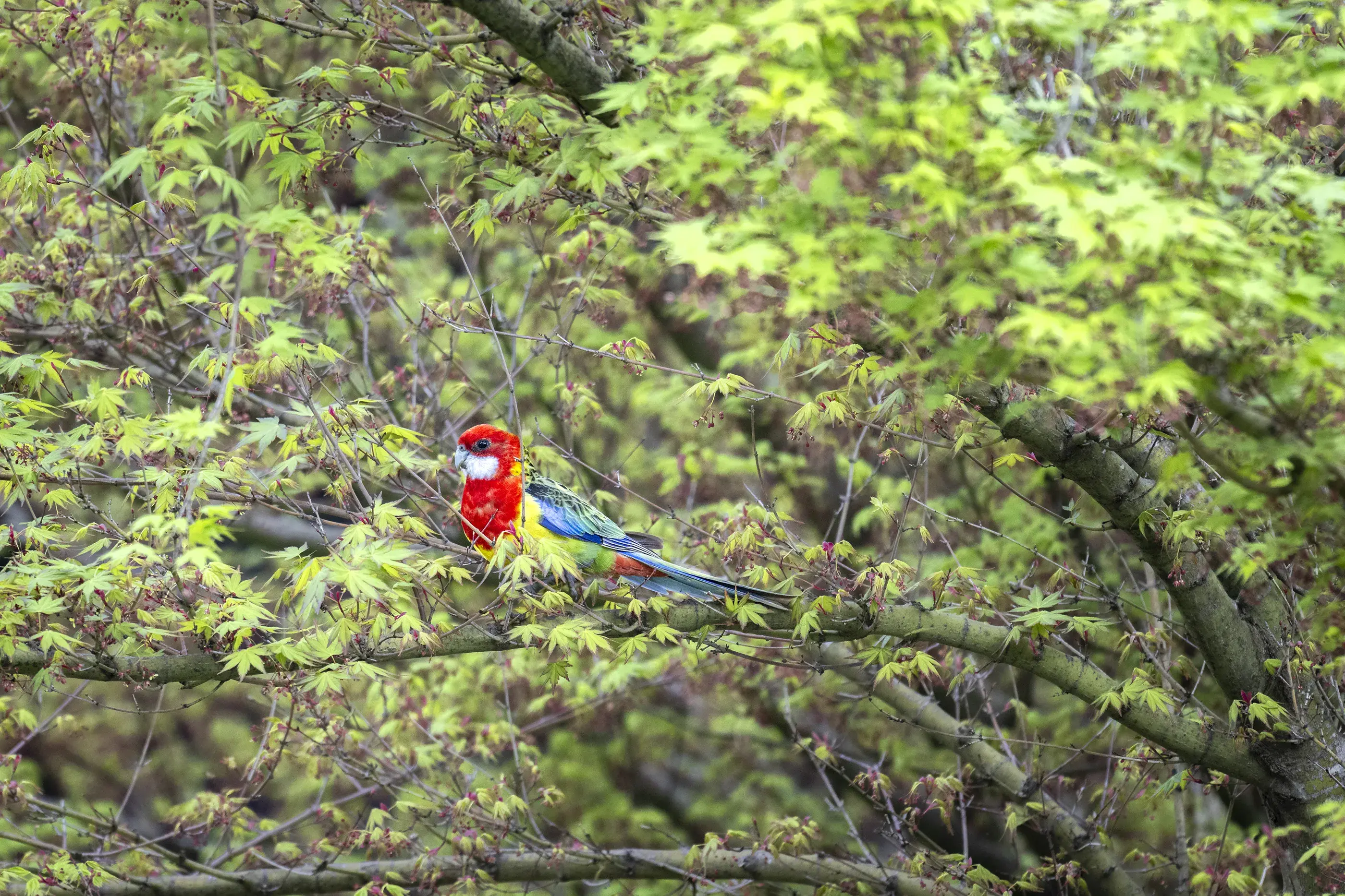 A brightly coloured red, yellow, blue and green eastern rosella sits amongst a green forest background.