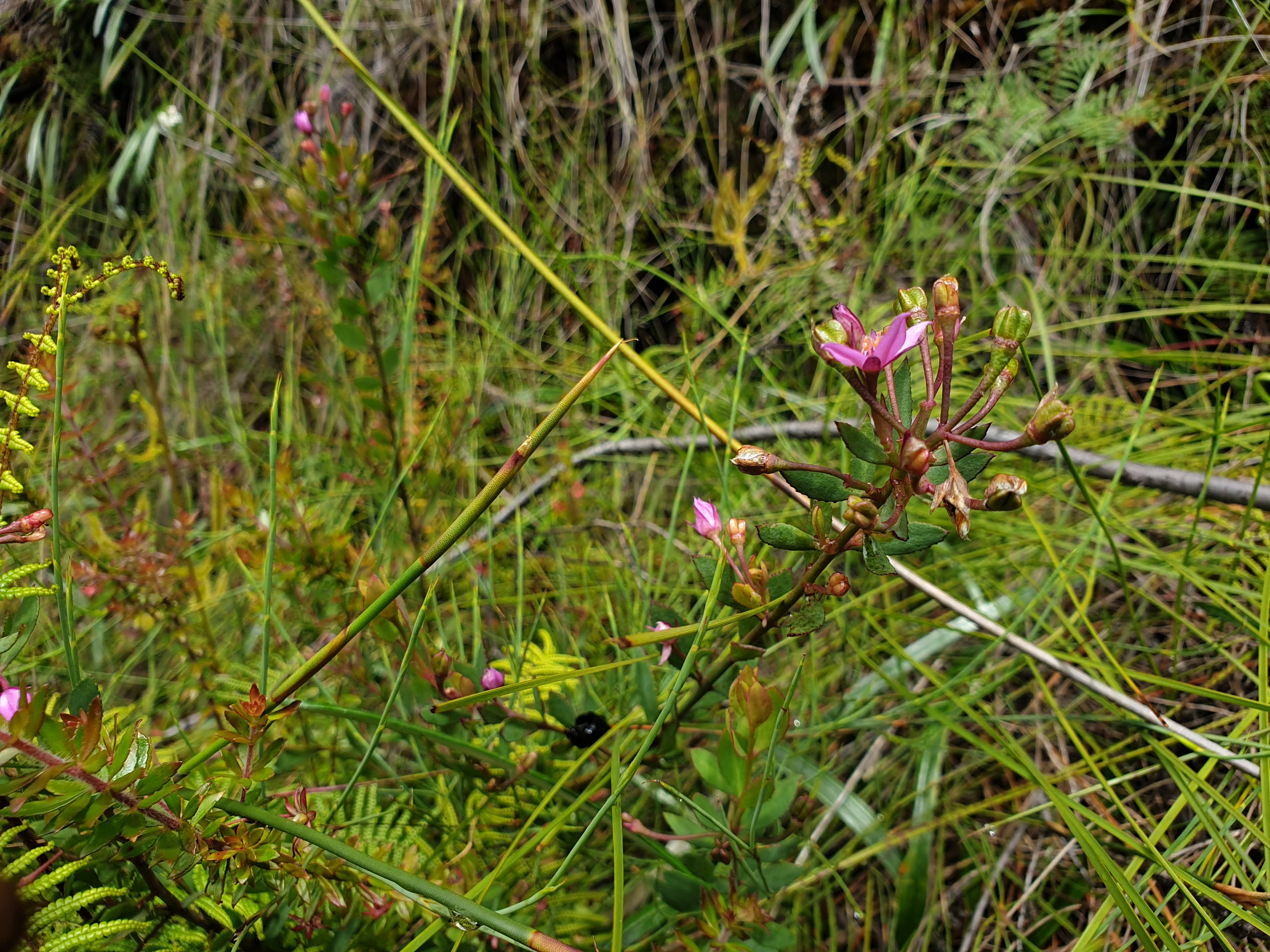 Barker’s Boronia - Boronia barkeriana