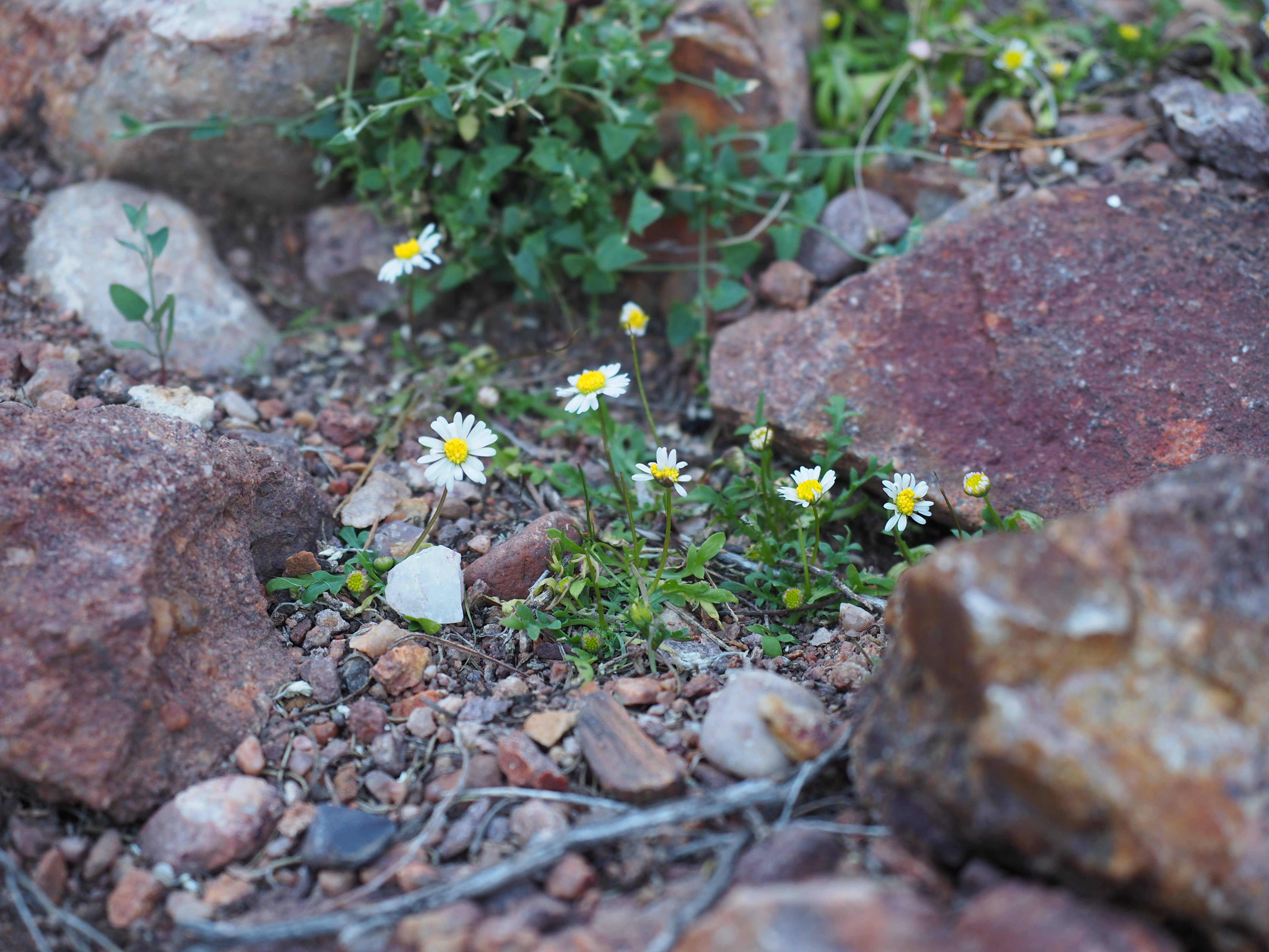 Corunna daisy - Brachyscome muelleri