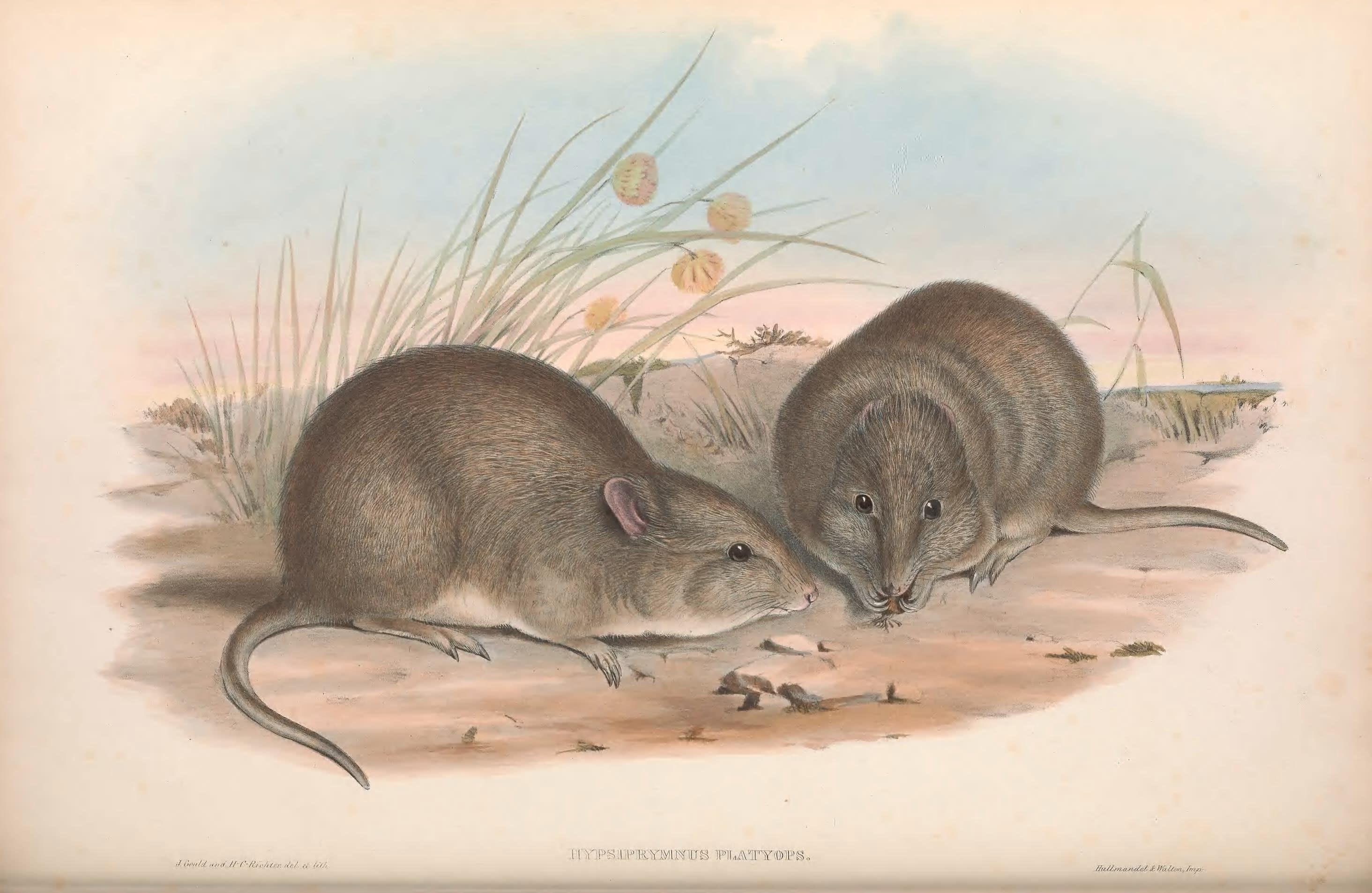 img_BroadFacedPotoroo