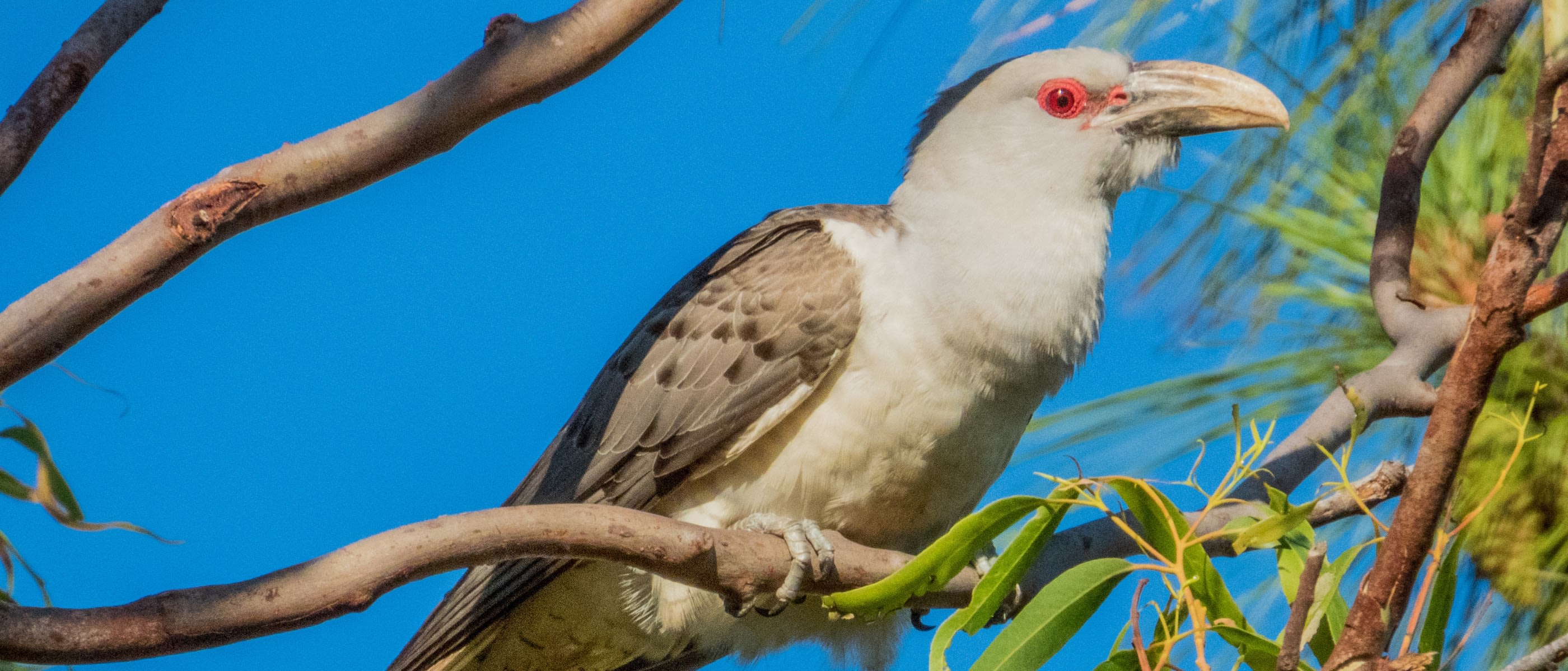 close up image of a billed cuckoo sitting on a branch against a blue sky background. Bird has red eyes, a large horned beak, and is cream and grey coloured.