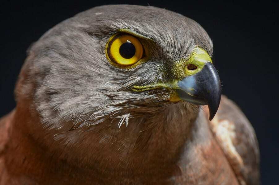 A close up portrait of an Australian brown goshawk. It has grey and brown feathers and a bright yellow eye that is staring at the camera.