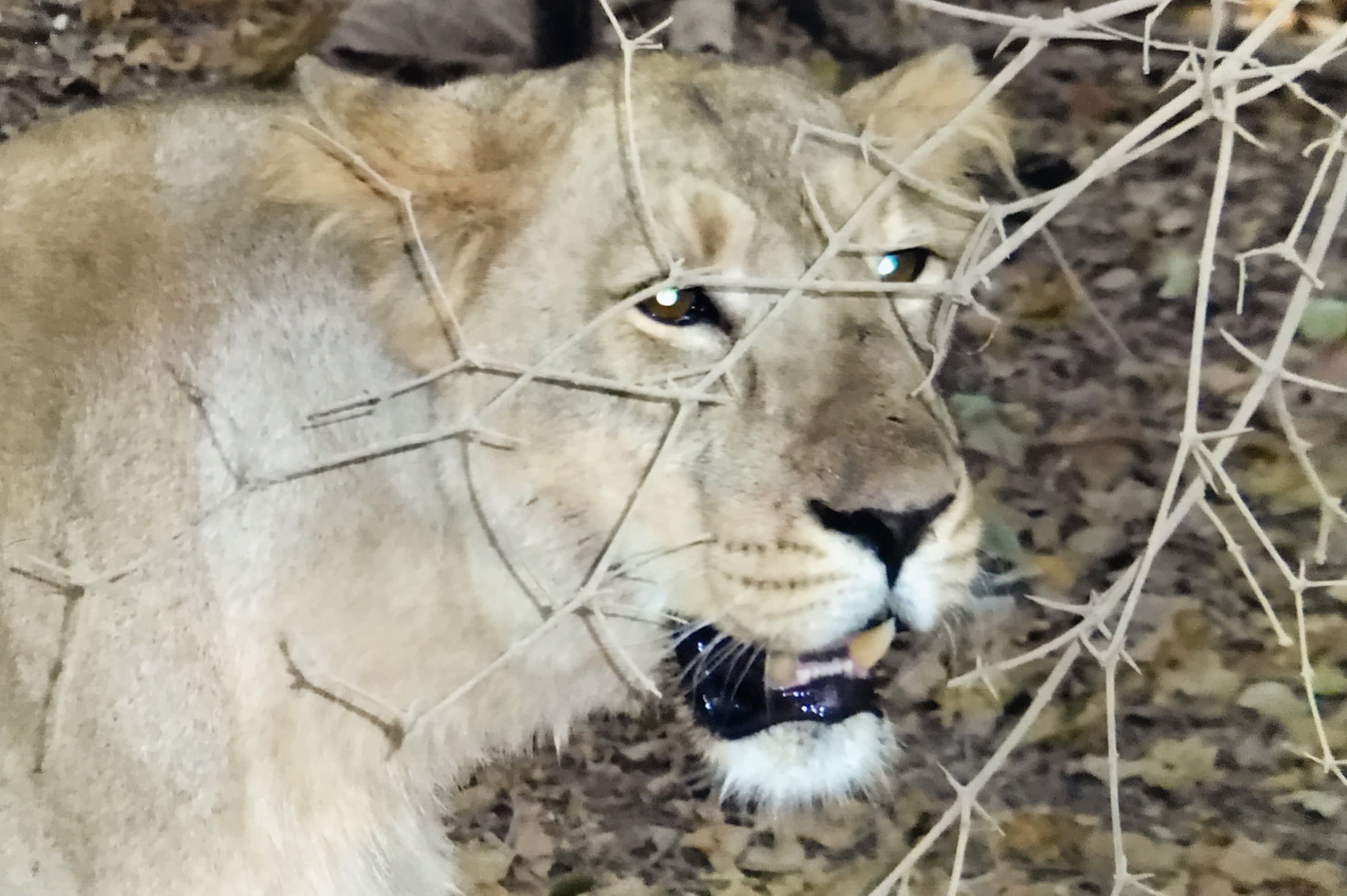Close encounter with a lioness. © David Waterhouse