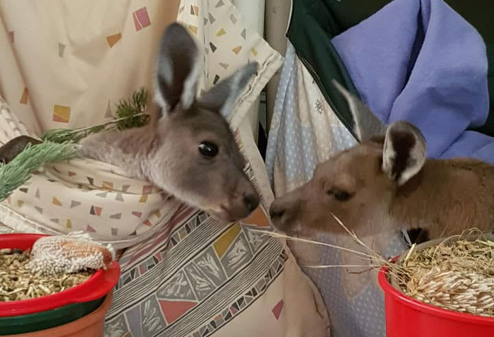 img-Clover-grey-kangaroo-WA