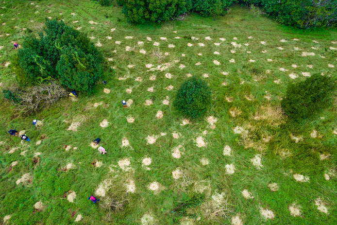 An aerial view of the saplings planted by the team of Bangalow Koalas volunteers